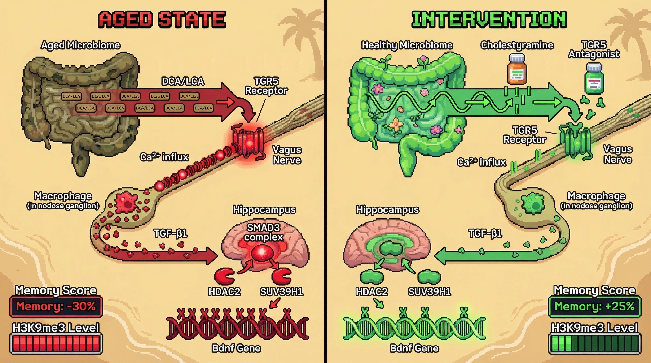 Mechanism: In aging, disrupted gut microbiome rhythms elevate bile acids (DCA/LCA), persistently activating vagal TGR5 to trigger hippocampal TGF-β/SMAD3 signaling, leading to repressive H3K9me3 marks on plasticity genes. Readout: Readout: This epigenetic alteration reduces memory performance, which is rescued by bile acid neutralization or vagal TGR5 blockade, decreasing H3K9me3 and increasing memory score.