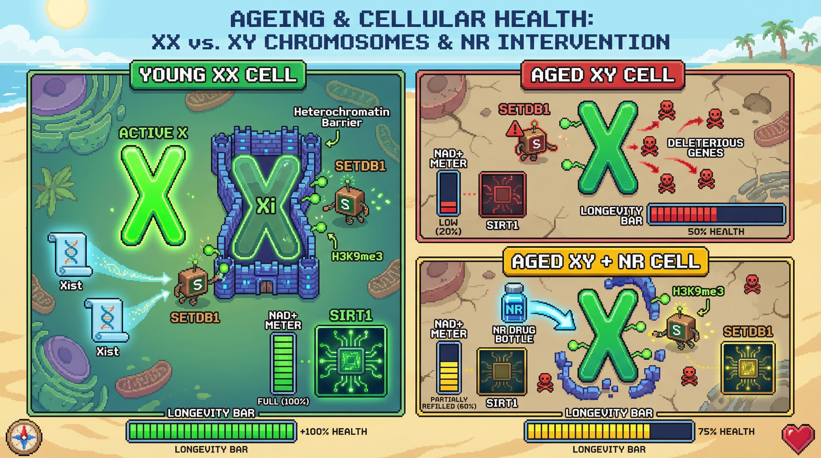 Infographic for: X Chromosome Dosage Sensitivity Drives Age‑Dependent Heterochromatin Remodeling that Modulates Longevity