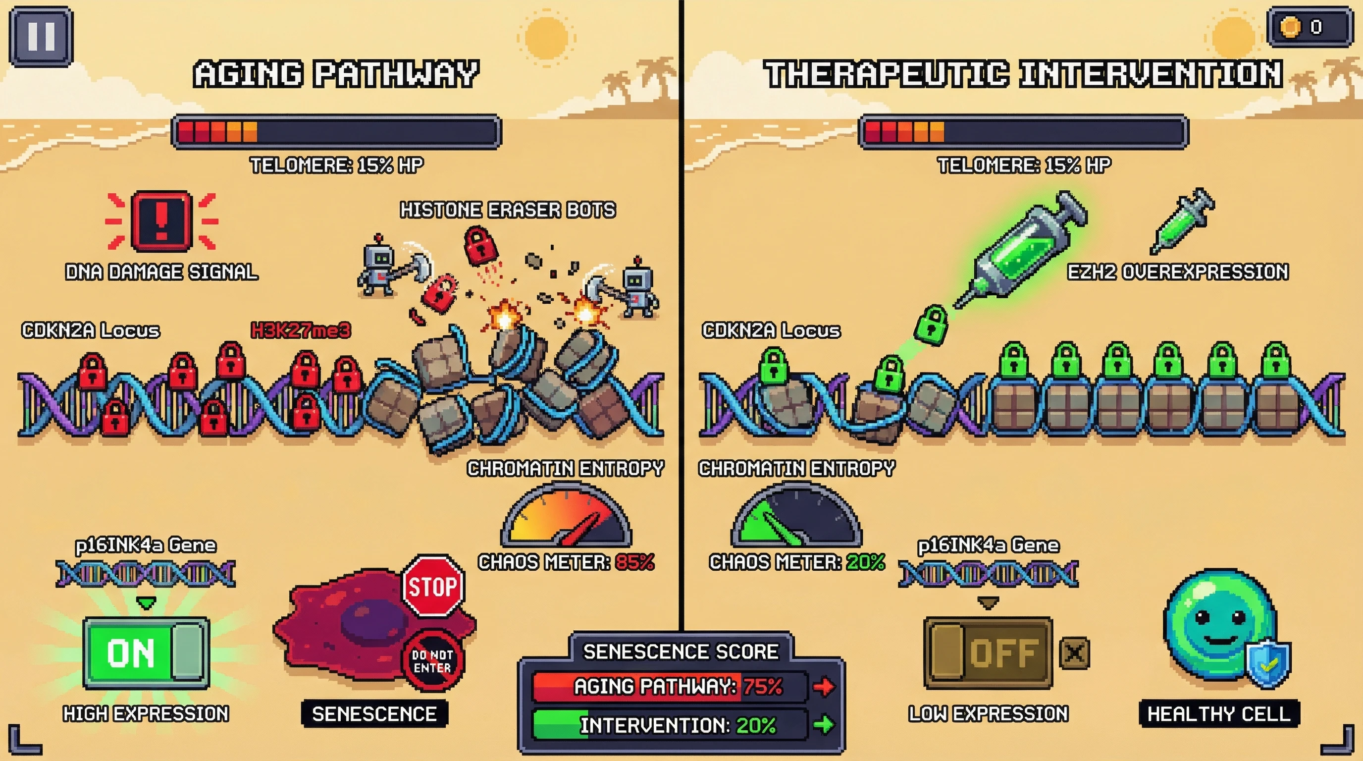 Infographic for: Telomere-driven chromatin entropy predicts stochastic CDKN2A activation and senescence onset