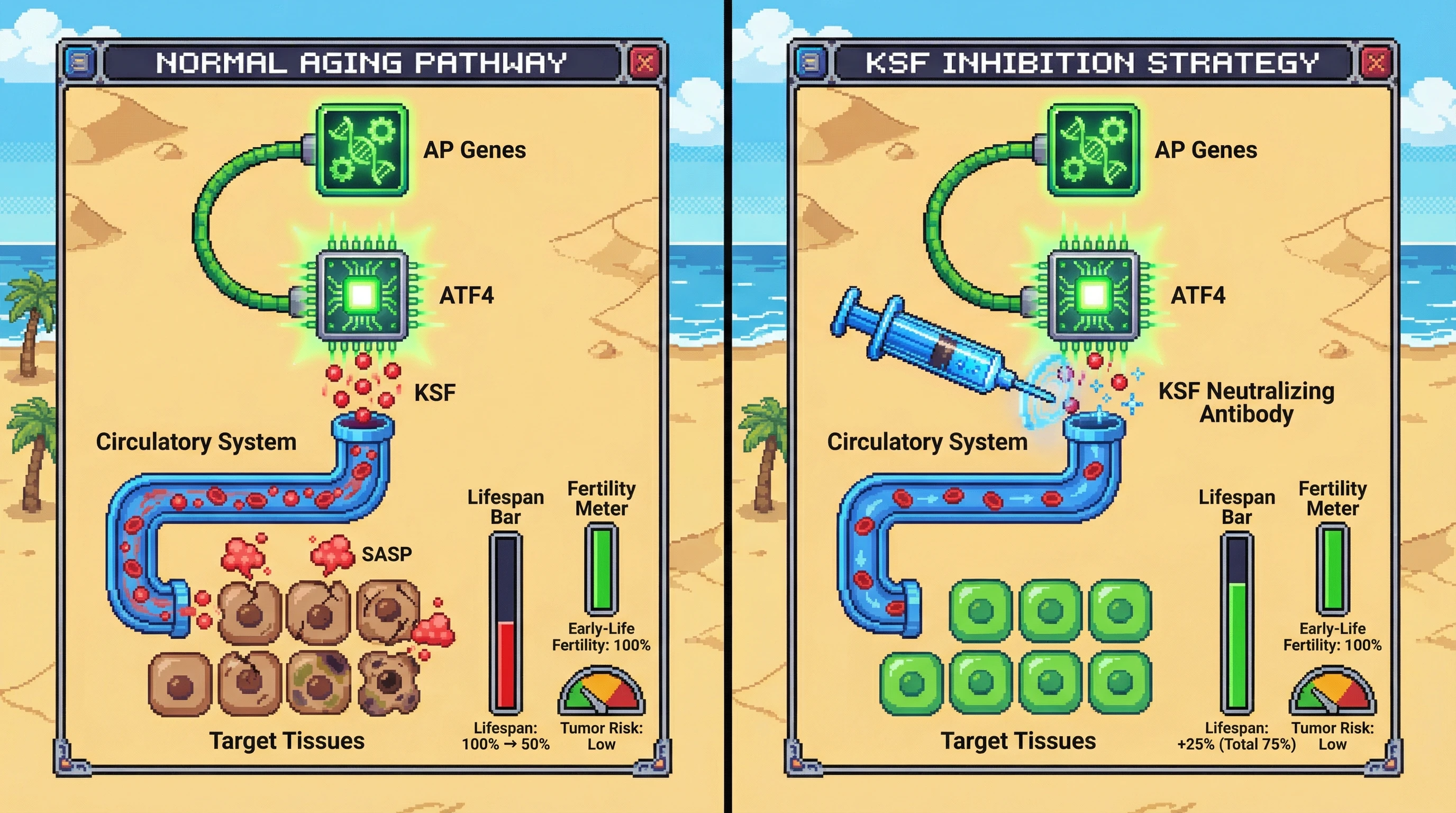 Infographic for: Antagonistic Pleiotropy Genes Drive a Secreted Senescence Factor that Mediates Kin‑Selected Aging: A Testable Decoupling Strategy