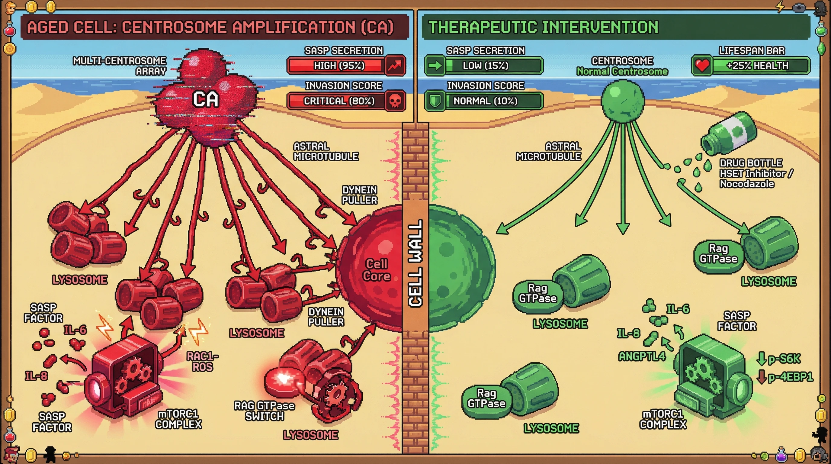 Mechanism: Centrosome amplification in aged cells increases microtubules, repositioning lysosomes to activate mTORC1 and drive specific SASP factor secretion. Readout: Readout: This leads to high SASP and invasion scores, which are significantly reduced by therapeutic interventions targeting microtubule nucleation or mTORC1.