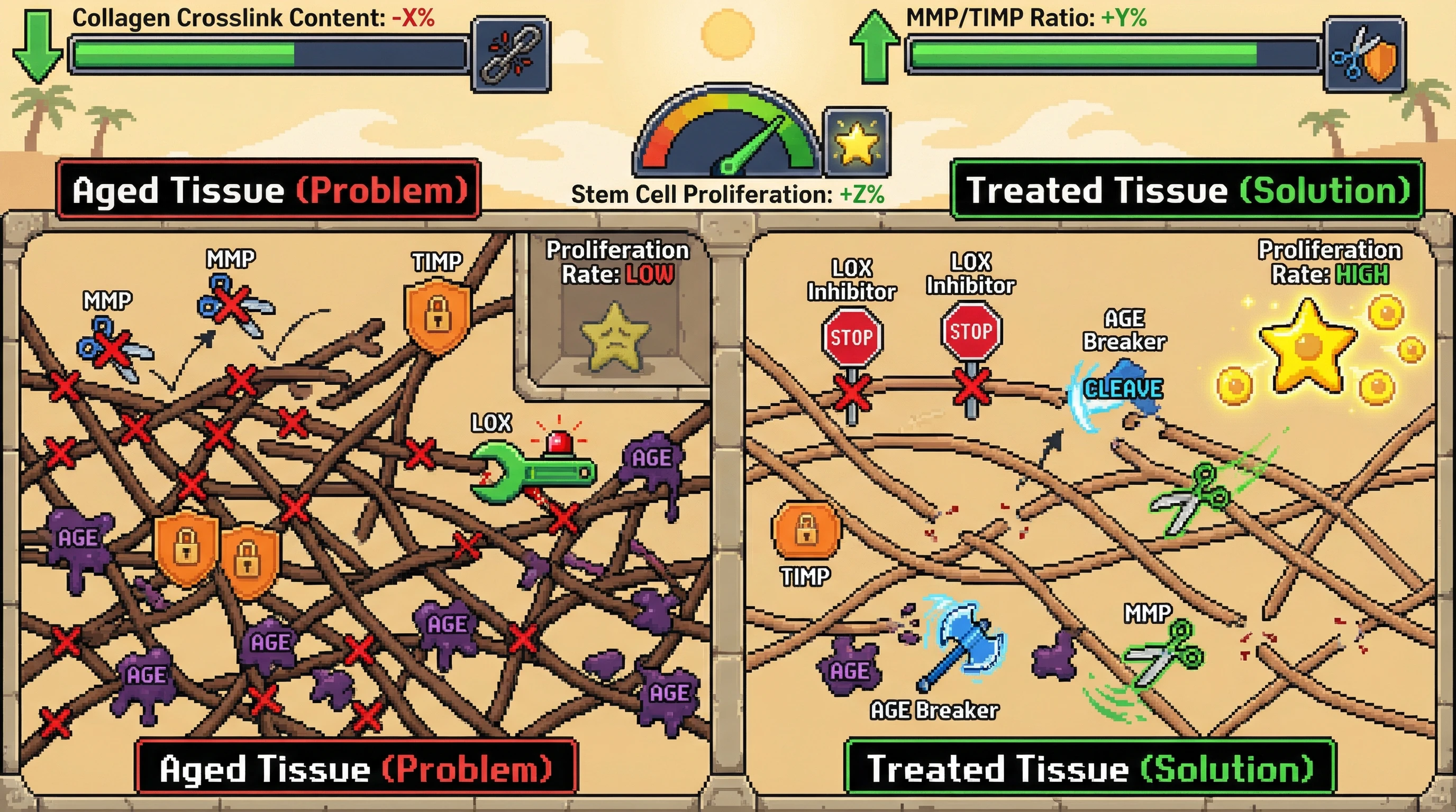 Infographic for: Combined LOXinhibition and AGE-breaking synergistically restores collagen turnover and improves stem cell function in aged musculoskeletal tissue