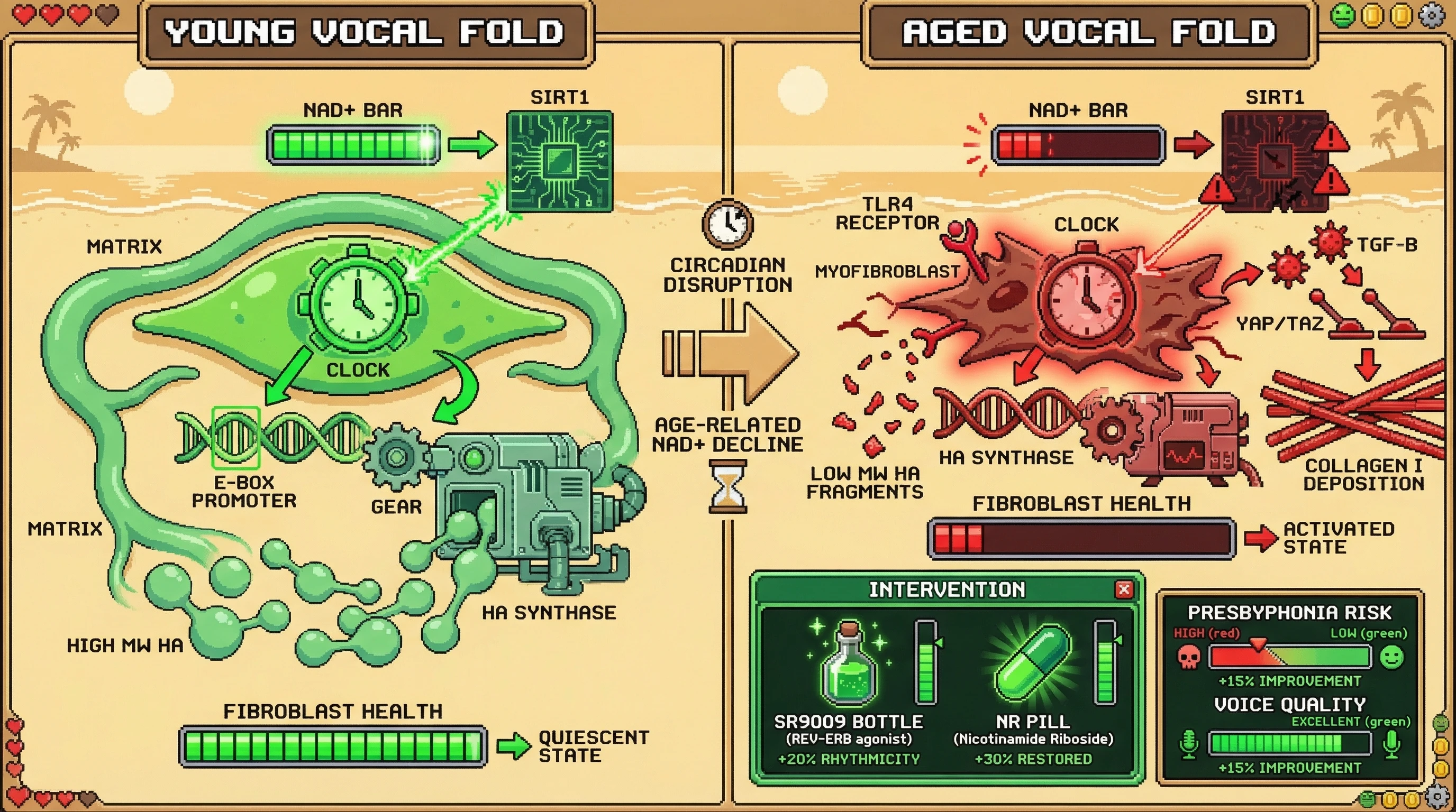Infographic for: Circadian Control of Fibroblast Phenotype Switching Determines Vocal Fold ECM Homeostasis in Presbyphonia