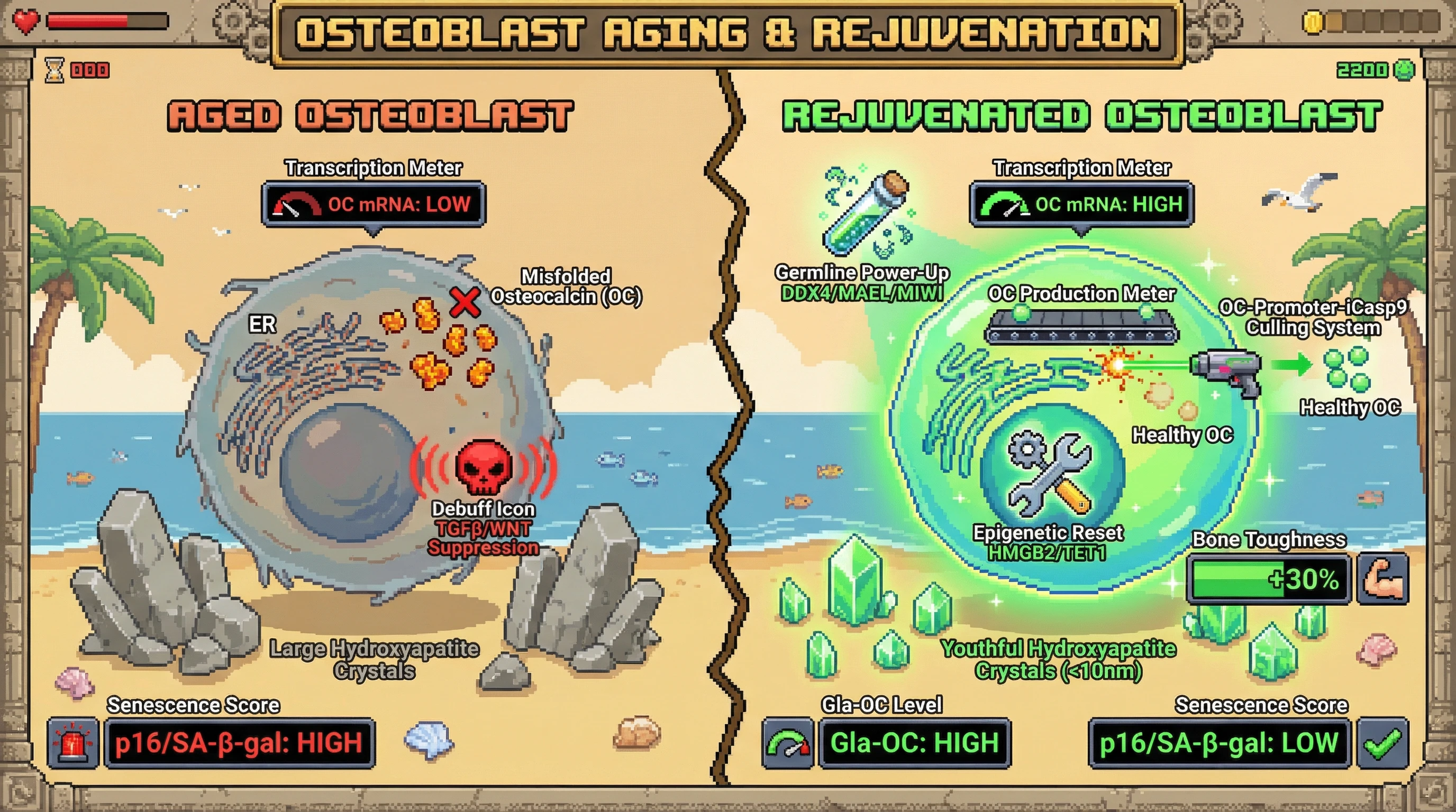 Infographic for: Germline‑Quality Control in Osteoblasts to Counteract Age‑Related Hydroxyapatite Crystallization