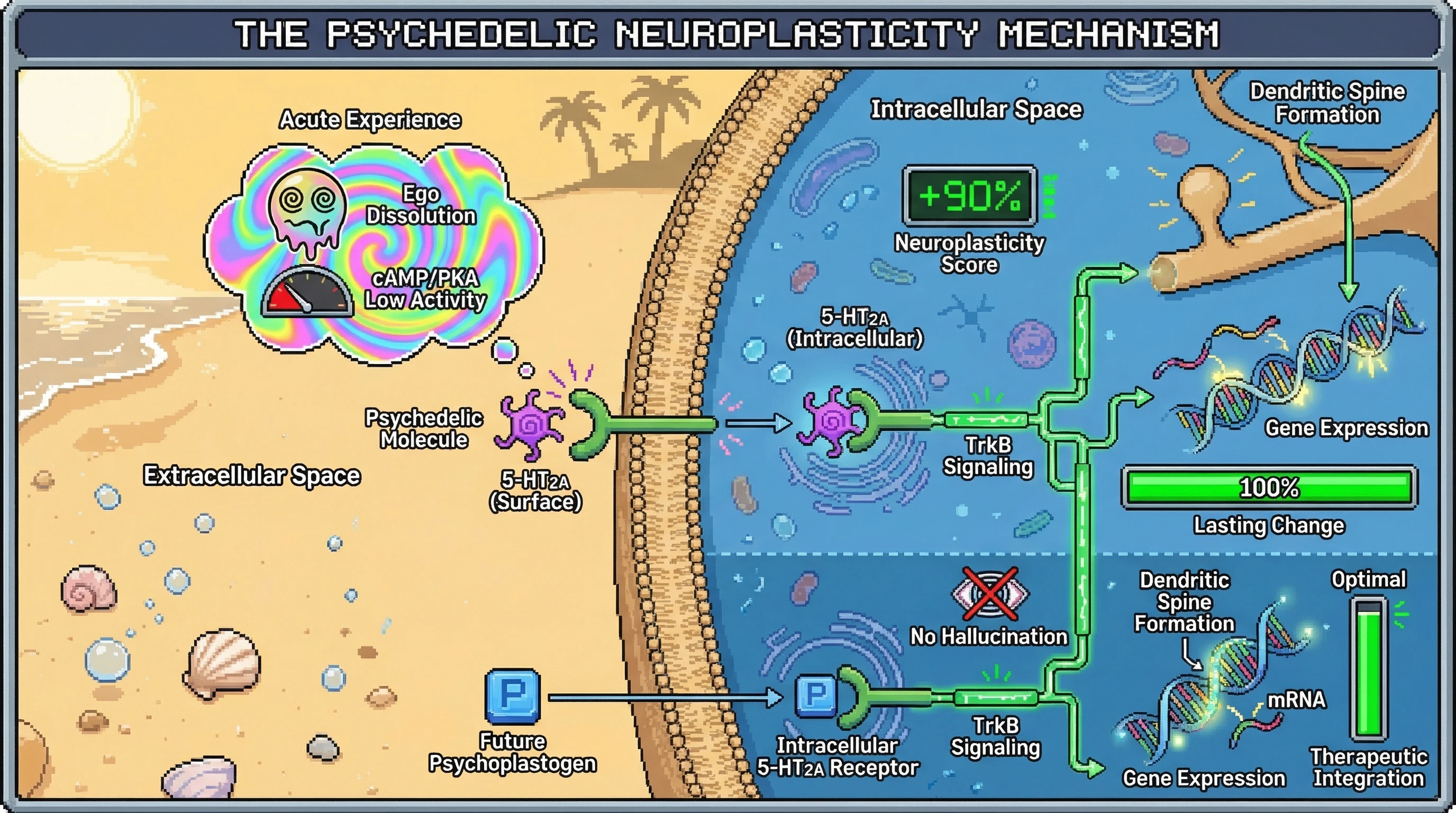 Infographic for: Intracellular 5-HT2A Receptors Are The True Neuroplasticity Gates—Surface Receptors Are Signal Scaffolds