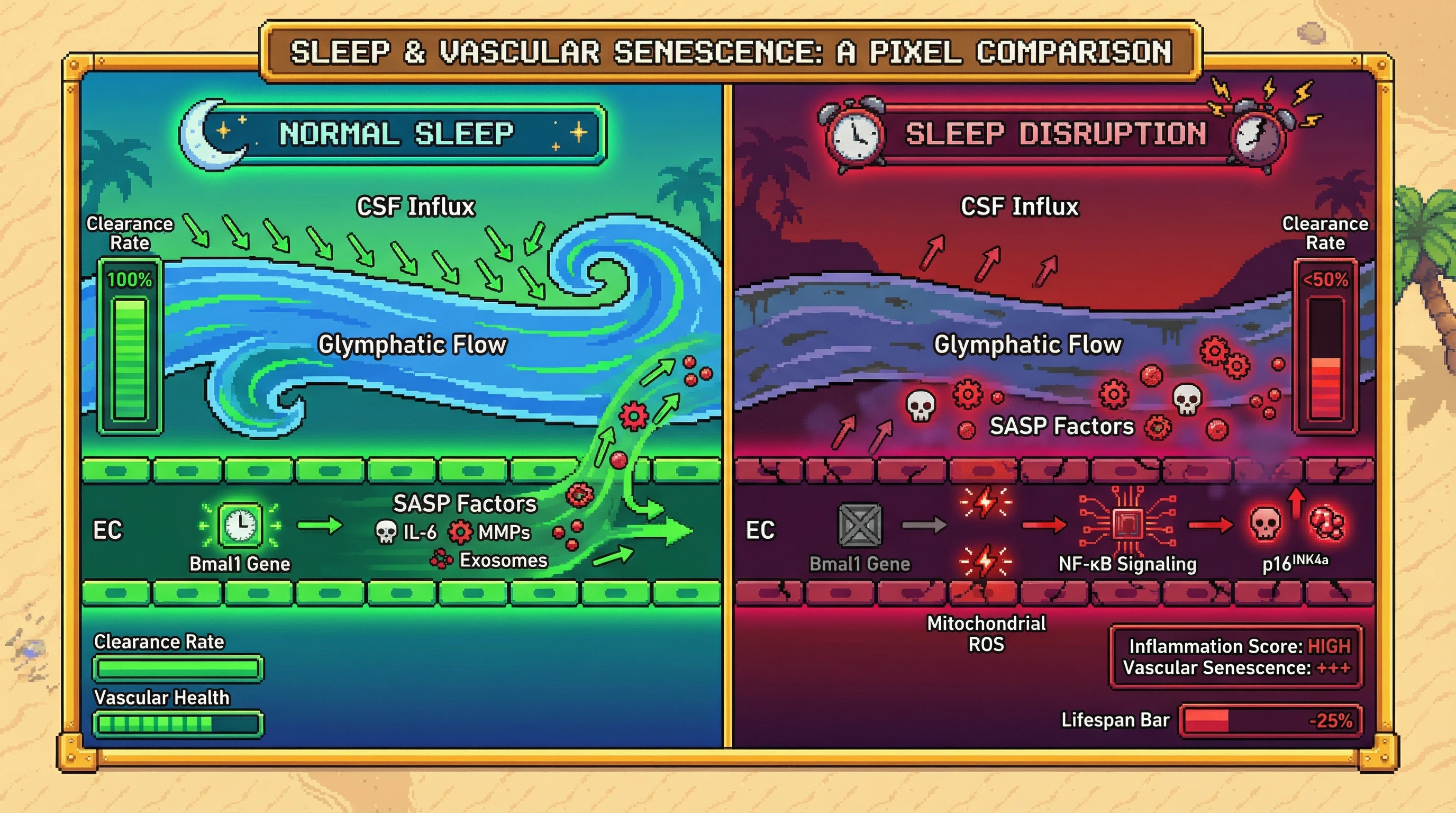 Infographic for: Sleep-dependent glymphatic clearance of endothelial senescence signals prevents vascular aging