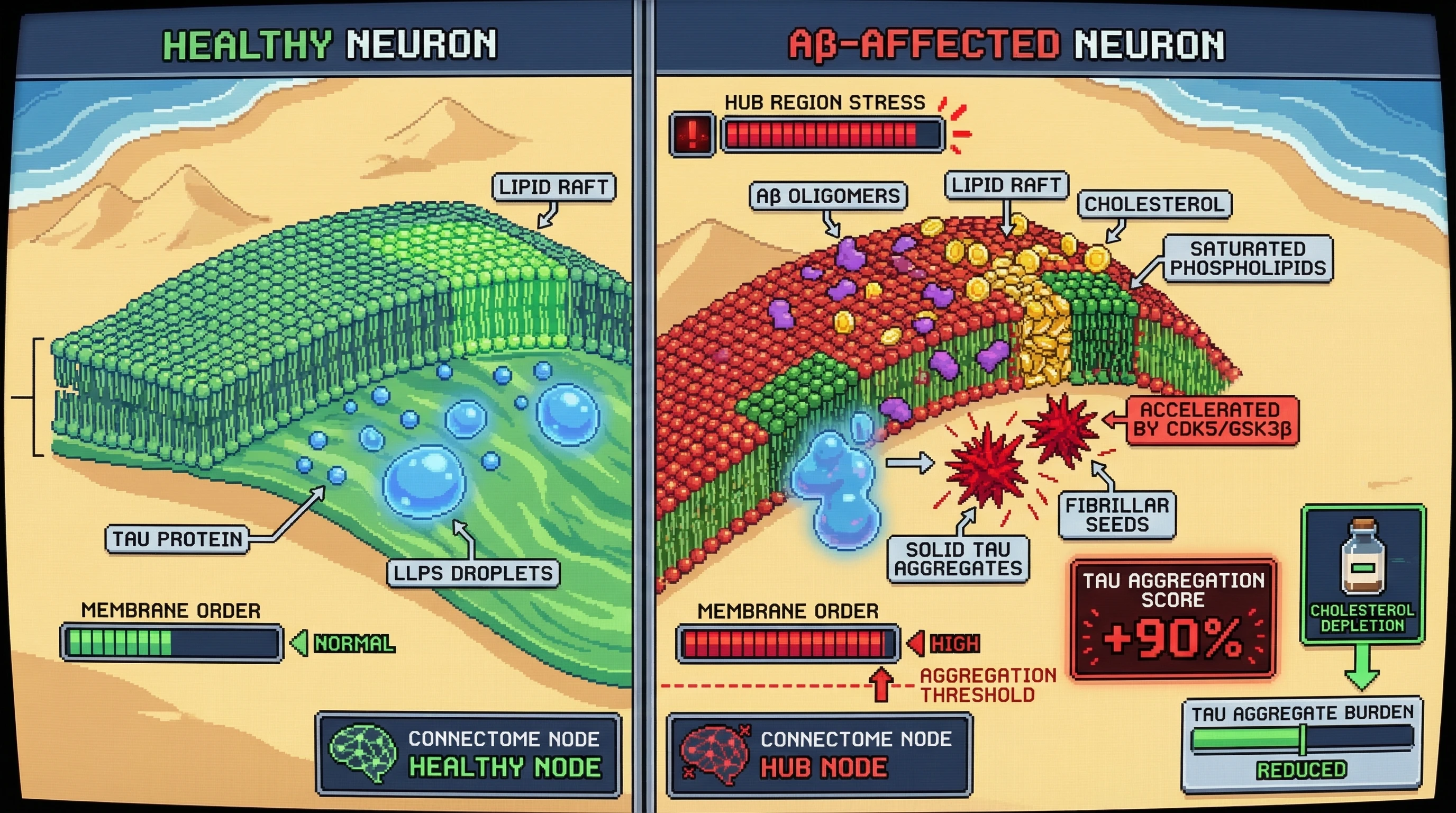 Infographic for: Membrane lipid order as a switch linking Aβ-induced LLPS dysregulation to tau aggregation hotspots in high‑degree connectome nodes