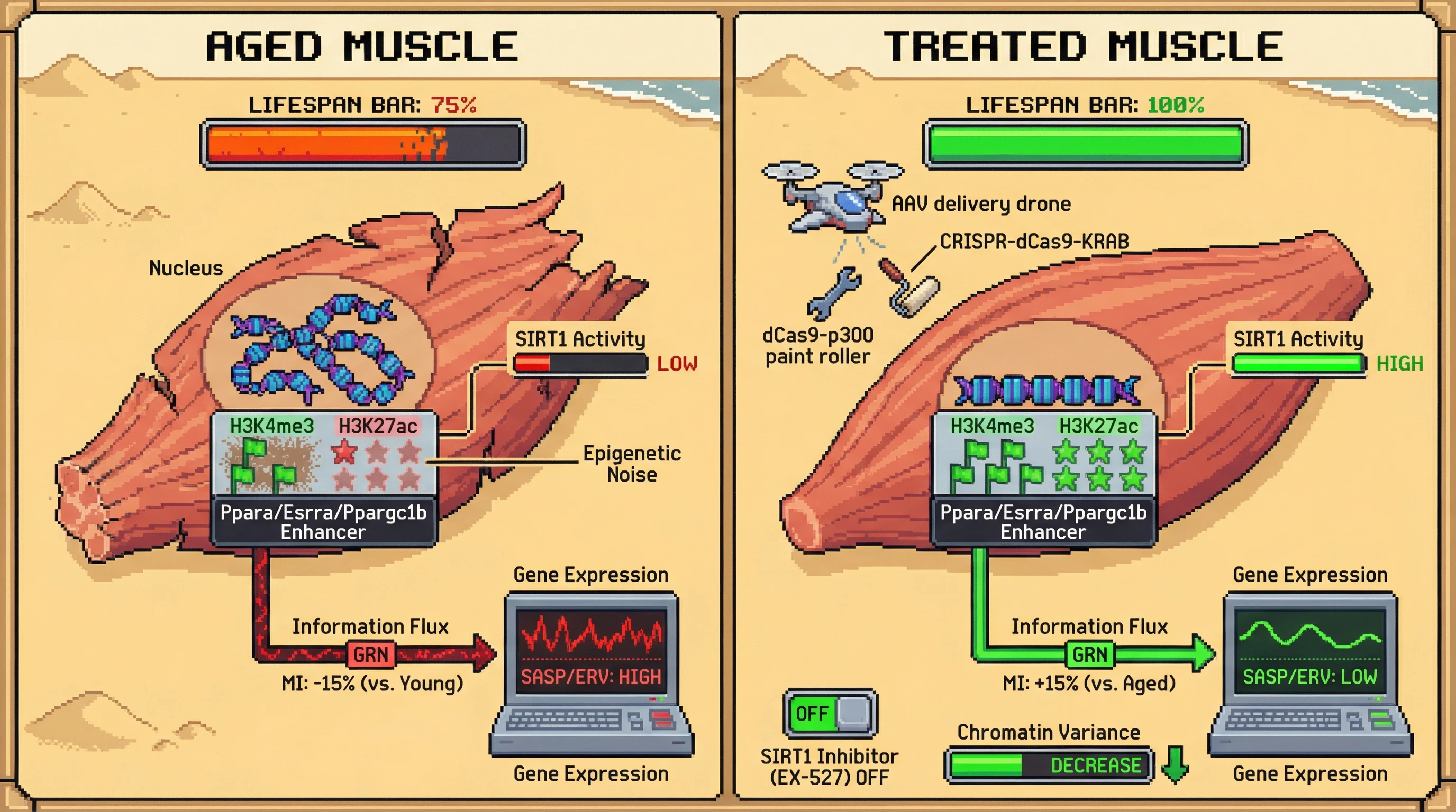 Mechanism: Targeted CRISPR-dCas9 tools stabilize master regulator enhancers in aged muscle, restoring precise nucleosome positioning and H3K27ac levels. Readout: Readout: This reduces epigenetic noise, increasing TF-target mutual information by at least 15% and shifting myonuclear gene expression towards a younger profile.