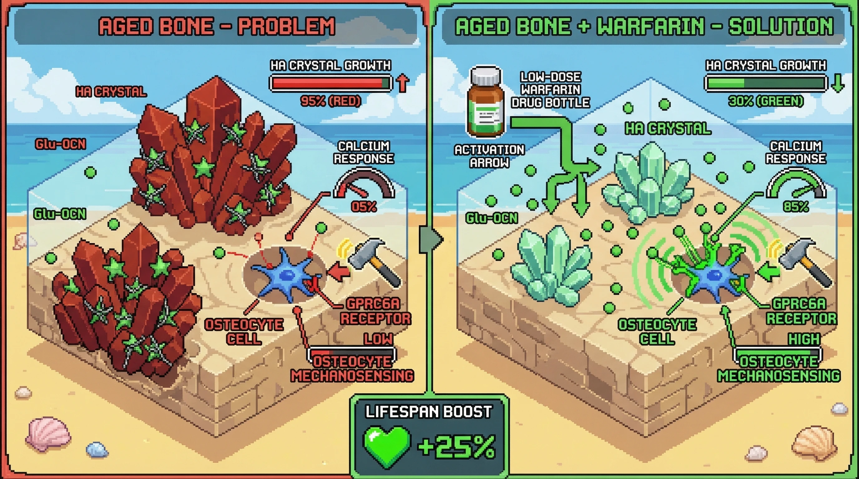 Infographic for: Hypothesis: Age‑associated hydroxyapatite maturation sequesters osteocalcin, blunting its endocrine inhibition of mineralization and impairing osteocyte mechanosensing via altered lacunar‑canalicular fluid flow