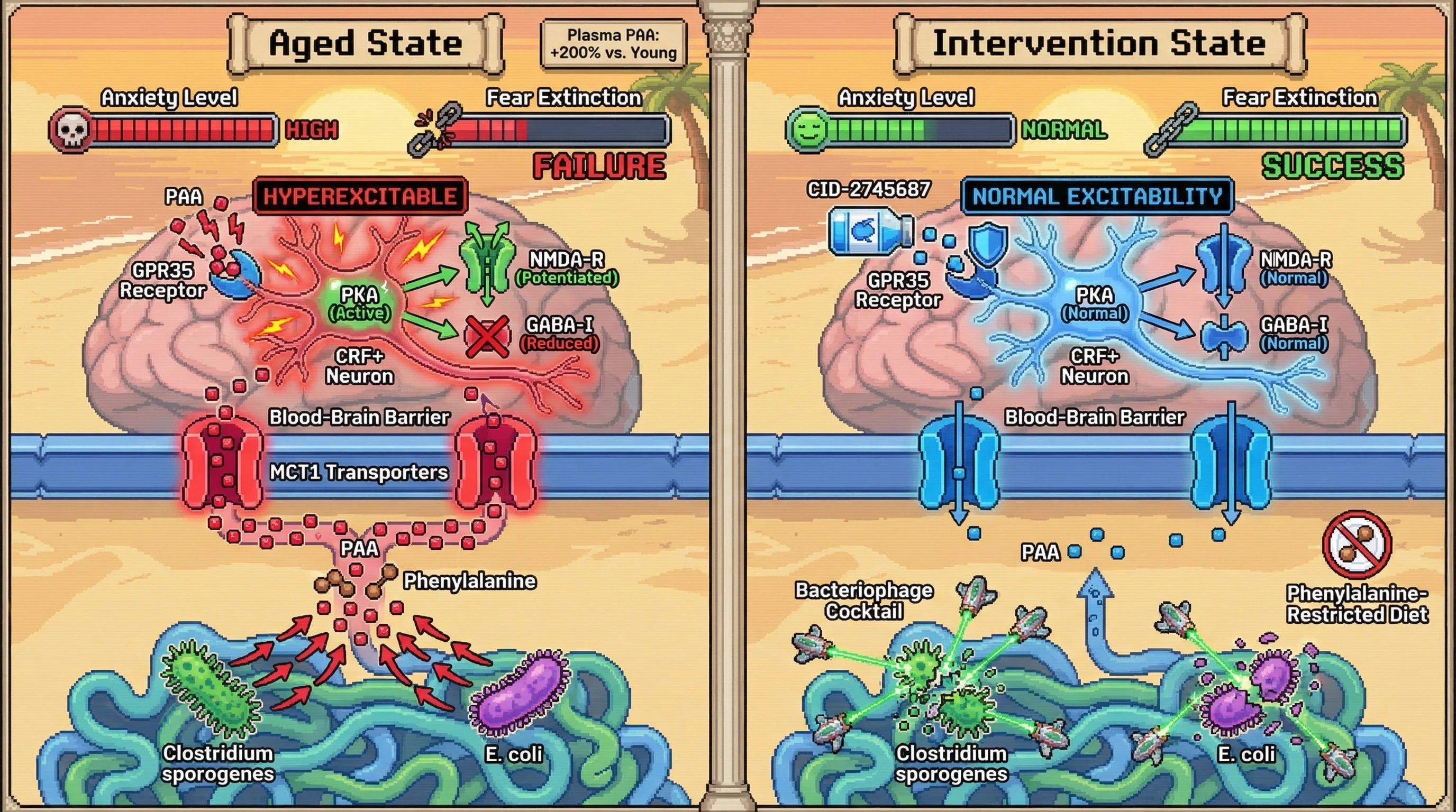Infographic for: Gut-derived phenylacetic acid drives amygdala CRF neuron hyperexcitability and fear extinction failure in aging
