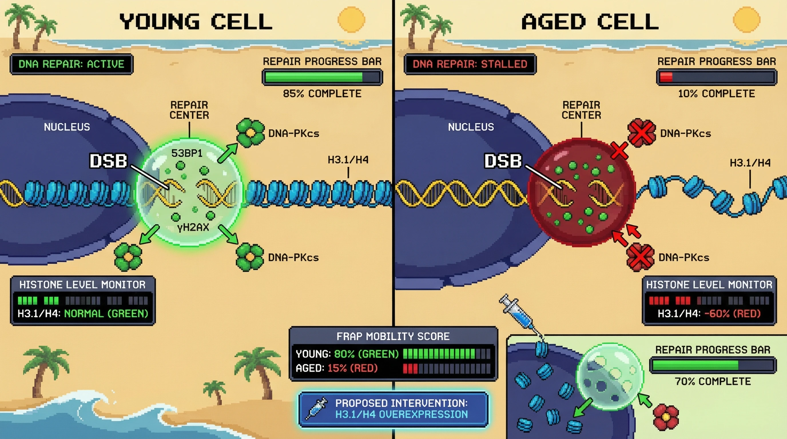 Mechanism: In aged cells, reduced histone levels cause DNA repair centers to become dense, gel-like 'entropic sinks,' trapping repair factors and blocking larger repair complexes. Readout: Readout: This biophysical change leads to stalled DNA repair, observed as significantly reduced FRAP mobility of repair proteins and low repair progress.
