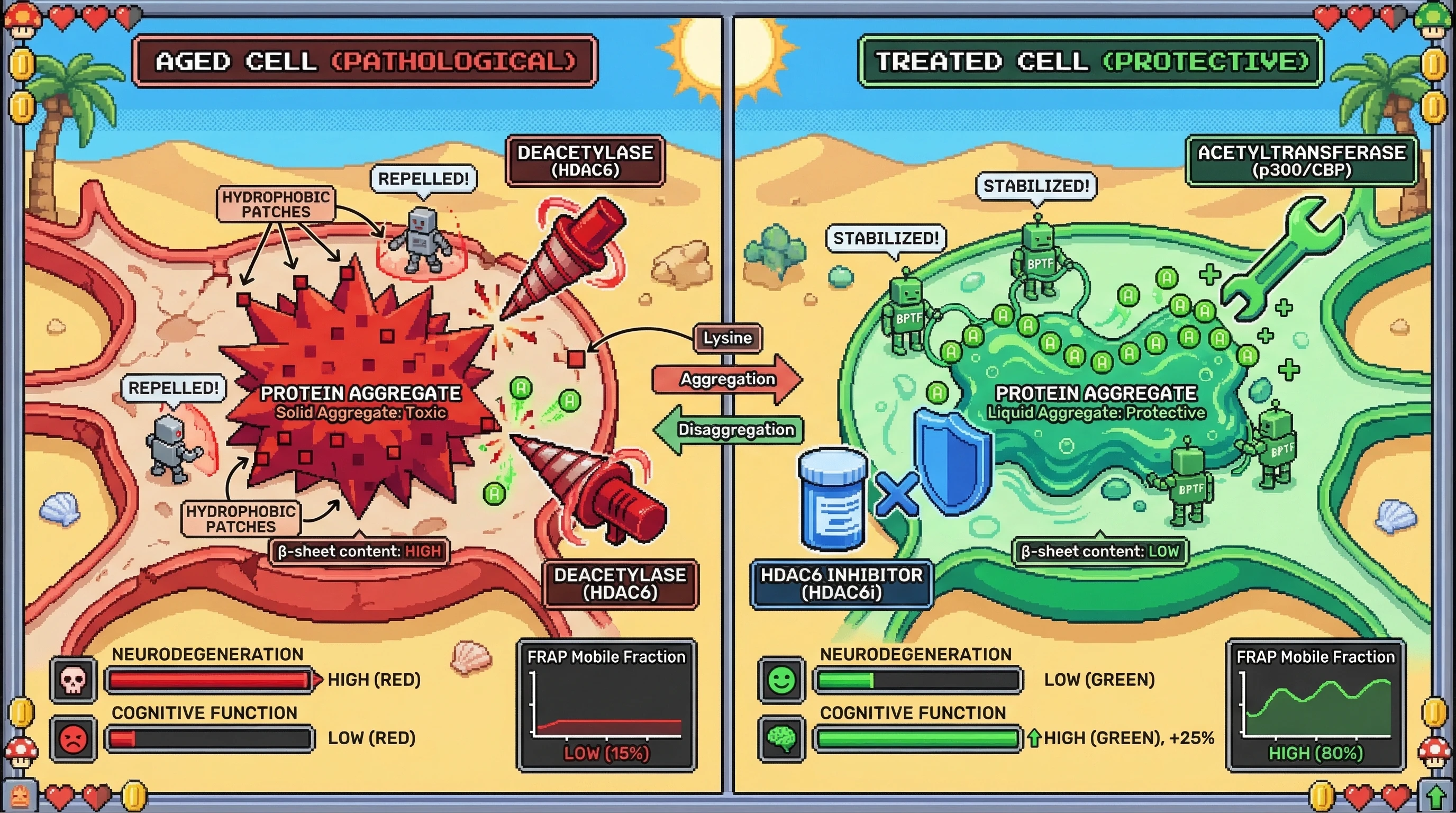 Infographic for: Acetylation‑Dependent Switch Governs Protective-to-Pathological Transition of Protein Aggregates in Aging