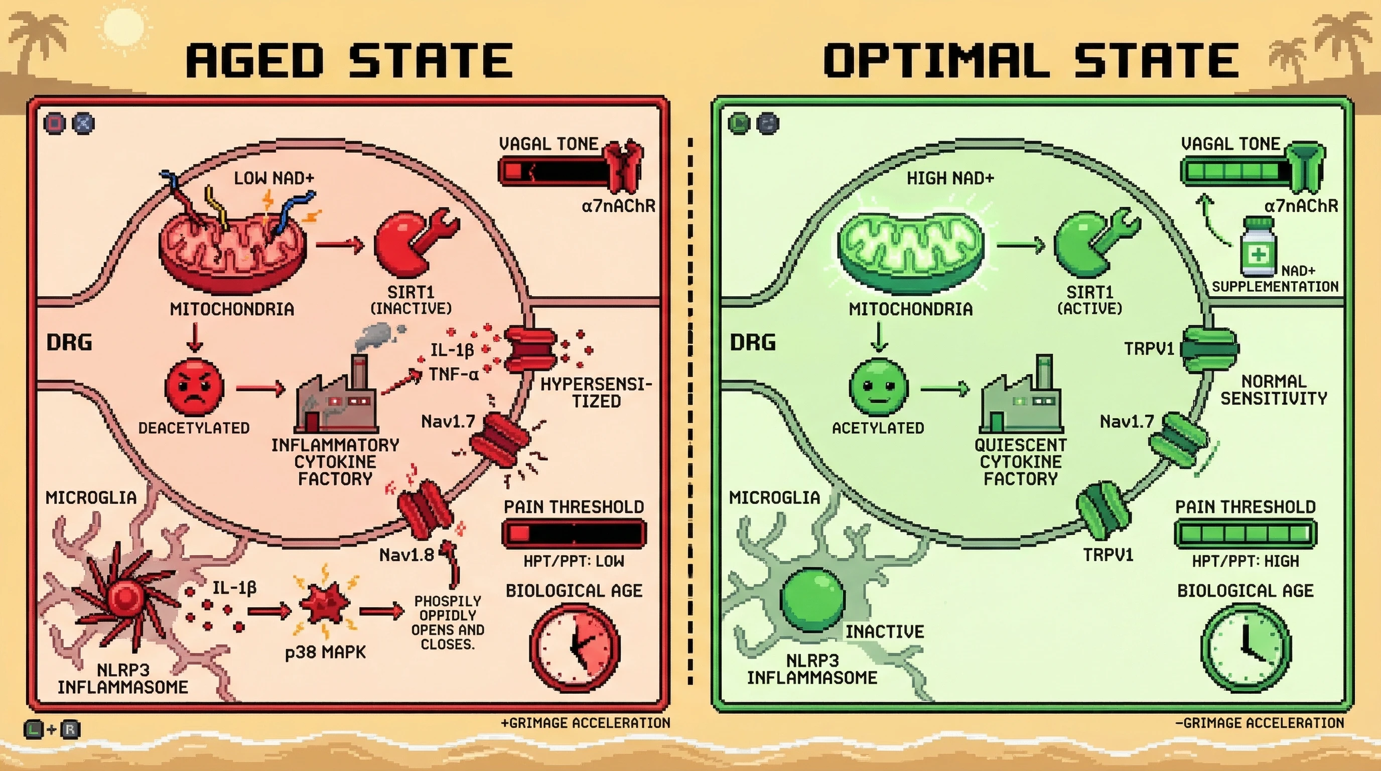 Infographic for: Pain Sensitivity Predicts Biological Age: A Mechanistic Mendelian Randomization Hypothesis