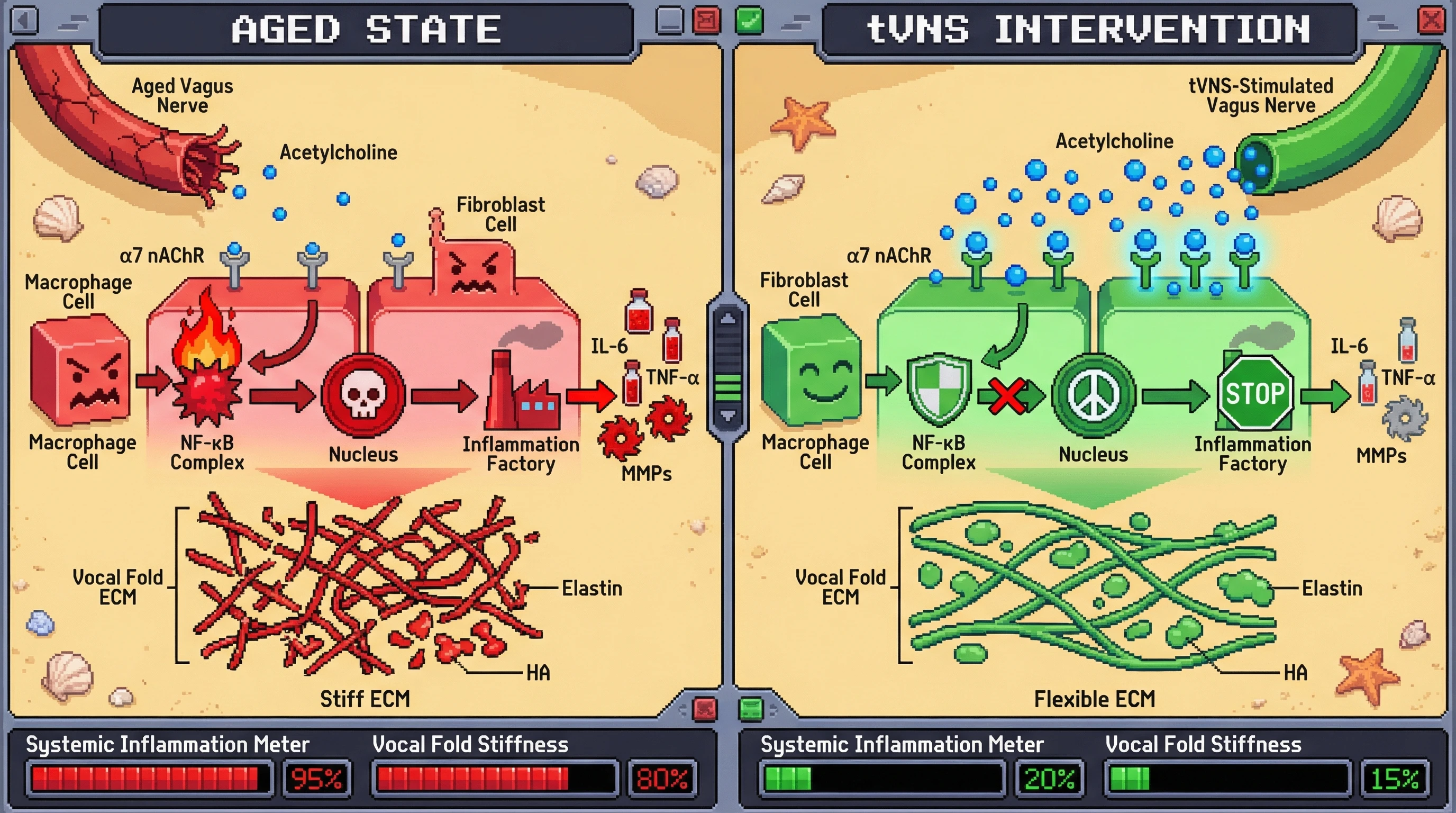 Infographic for: Vagal Efferent Decline Drives Vocal Fold Extracellular Matrix Dysfunction and Systemic Inflammaging: A Testable Bottom‑Up Longevity Hypothesis