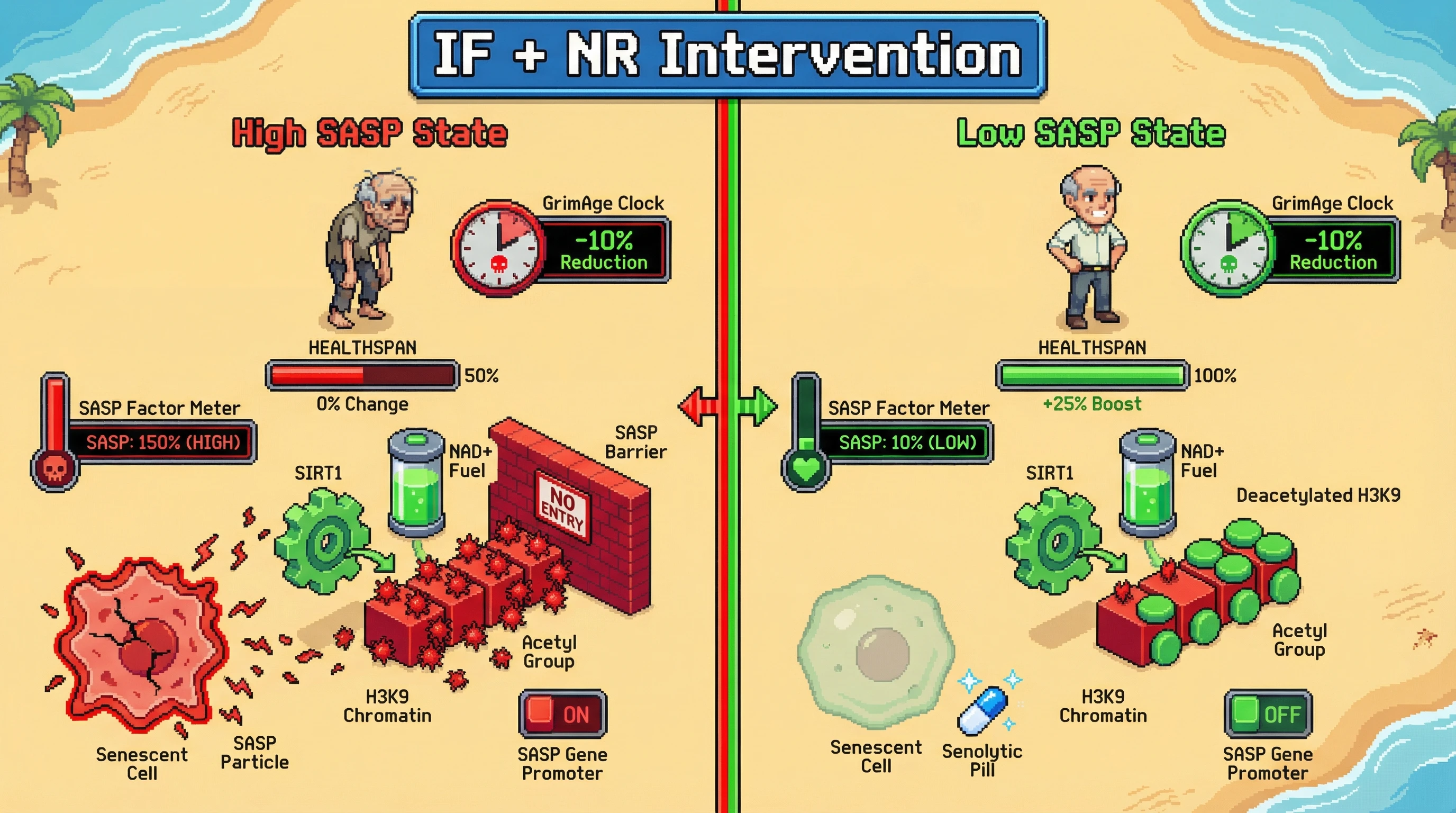 Mechanism: Intermittent fasting and NAD+ precursors boost SIRT1 activity, leading to H3K9 deacetylation at SASP gene promoters, which reduces SASP expression and allows senolytic clearance. Readout: Readout: GrimAge reduction predicts functional healthspan improvements (e.g., +25% HEALTHSPAN) only when accompanied by a significant drop in SASP factors (e.g., SASP: 10% (LOW)).