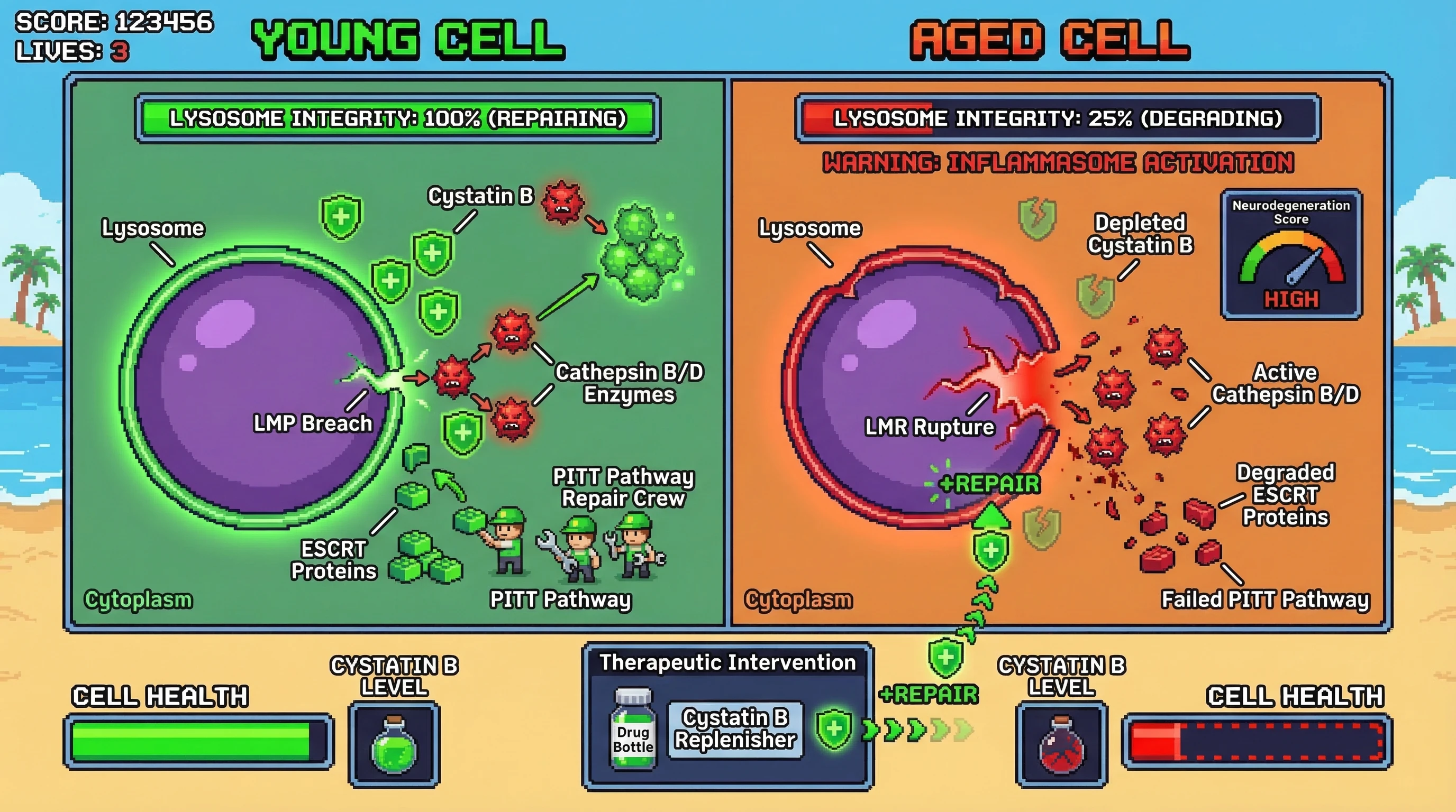 Infographic for: The Cystatin-PITT Feedback Loop: A Threshold-Dependent Mechanism for Proteostatic Collapse in Aging Neurons