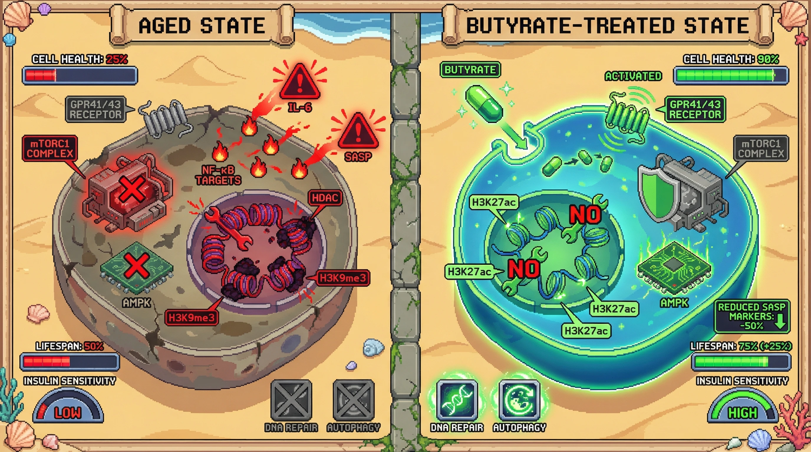 Infographic for: Butyrate as an Epigenetic Upstream Controller of Aging Hallmarks