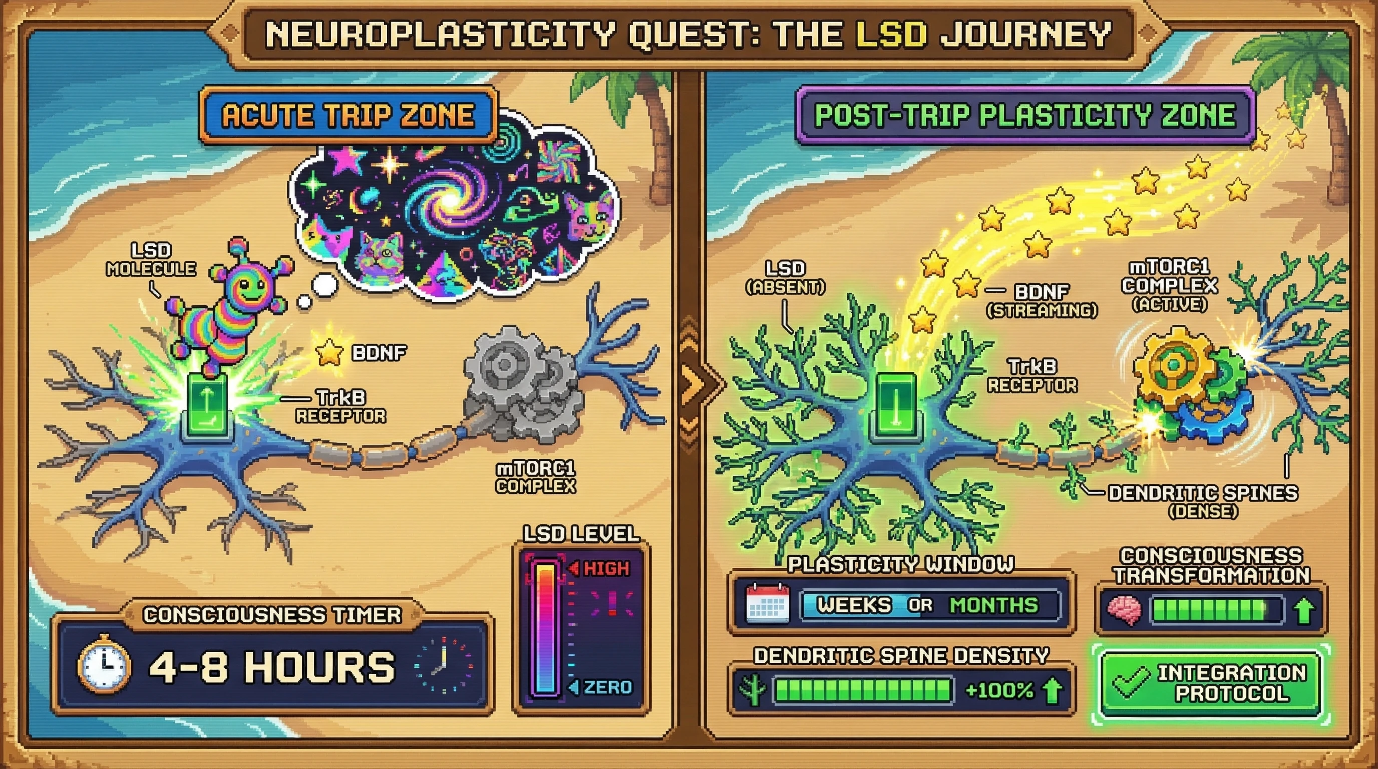 Infographic for: The Plasticity Time Paradox—BDNF-TrkB Changes Persist Hours After Consciousness Returns