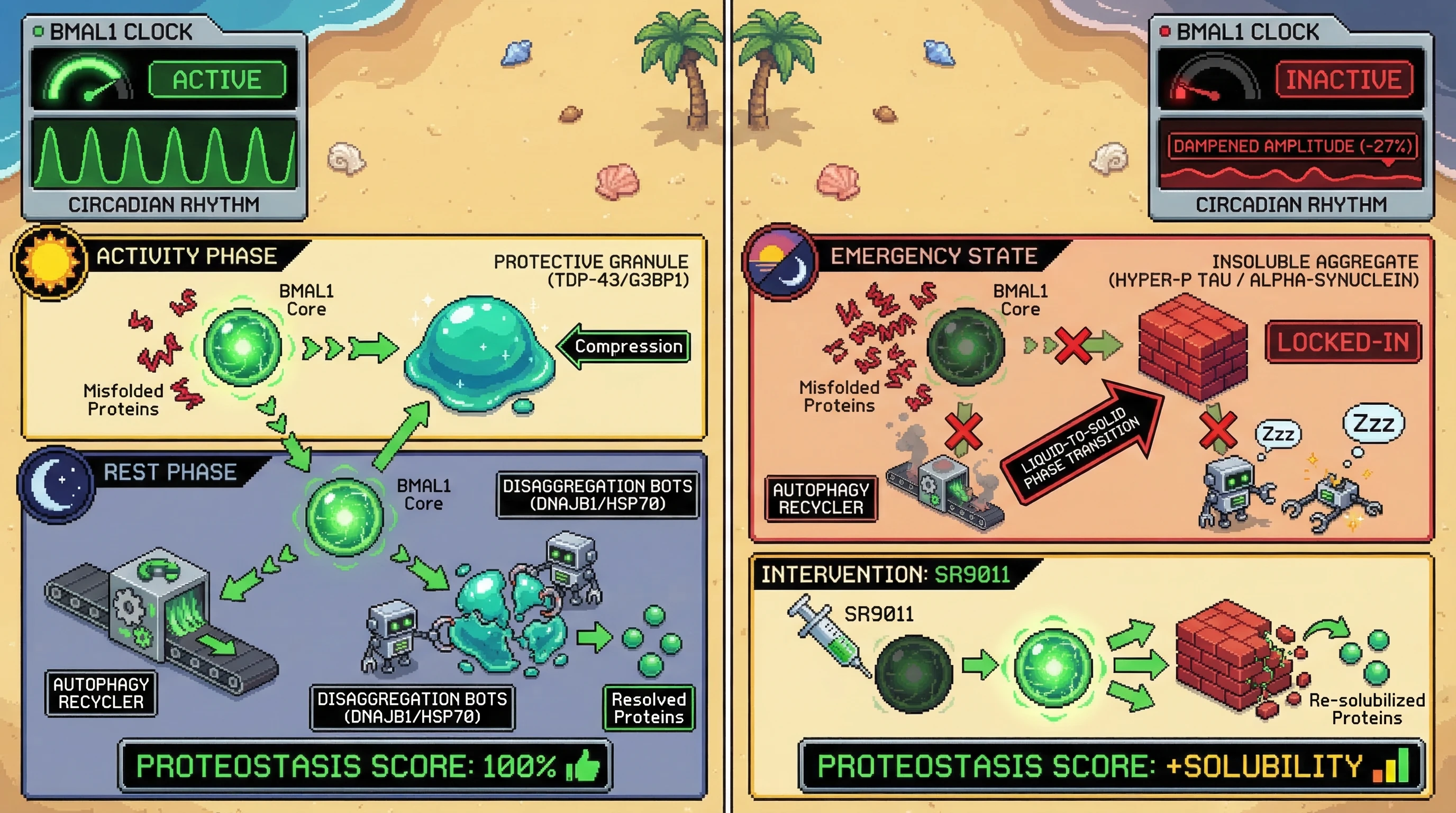 Infographic for: The Circadian Hysteresis Hypothesis: Chrono-disruption as a Failure of the 'Decompression' Signal in Protective Proteostasis