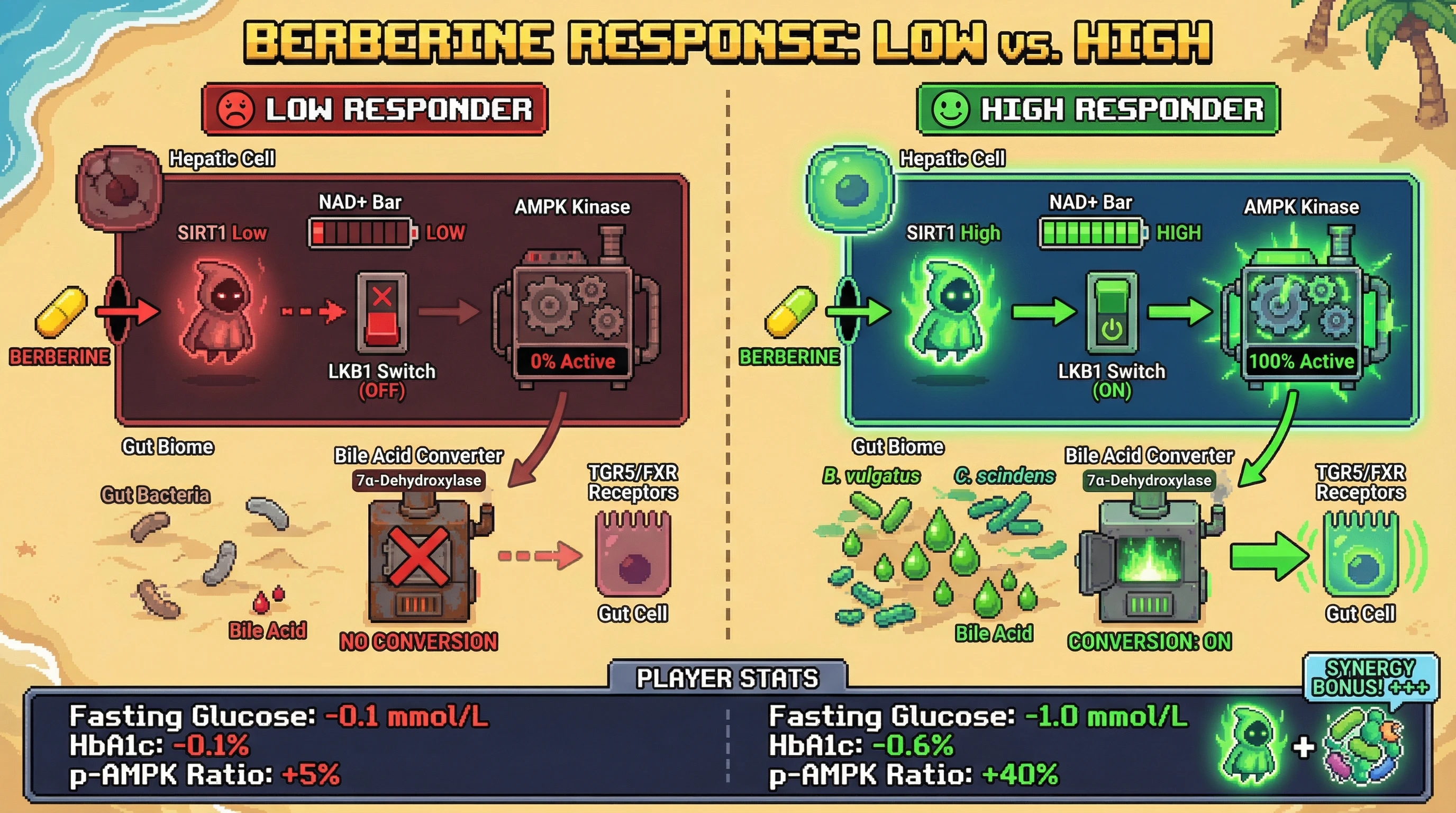 Mechanism: Baseline hepatic SIRT1 activity and gut microbiome's bile acid transforming capacity predict an individual's response to berberine-induced AMPK activation. Readout: Readout: High baseline SIRT1 and bile-acid-metabolizing bacteria lead to significantly greater reductions in fasting glucose (≥0.8 mmol/L) and HbA1c (≥0.5%) compared to low responders.