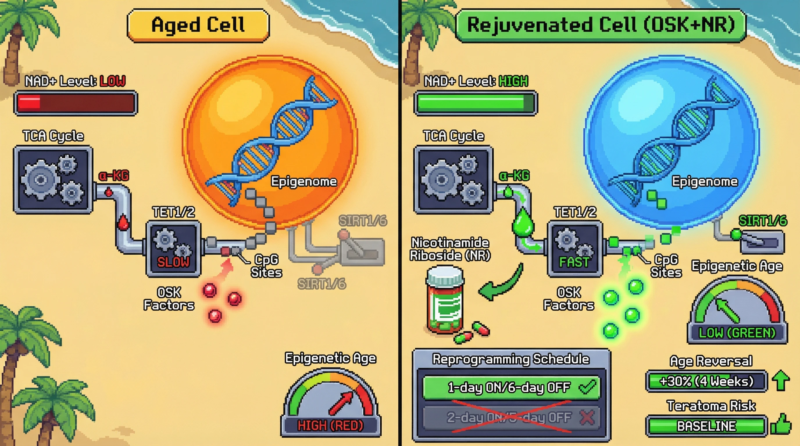 Mechanism: Boosting NAD+ with Nicotinamide Riboside (NR) enhances TET1/2 enzyme activity and Sirtuin function, accelerating OSK-mediated epigenetic demethylation and chromatin accessibility for cellular reprogramming. Readout: Readout: This allows 30% greater epigenetic age reduction in 4 weeks with half the OSK pulse frequency, without increasing teratoma risk.