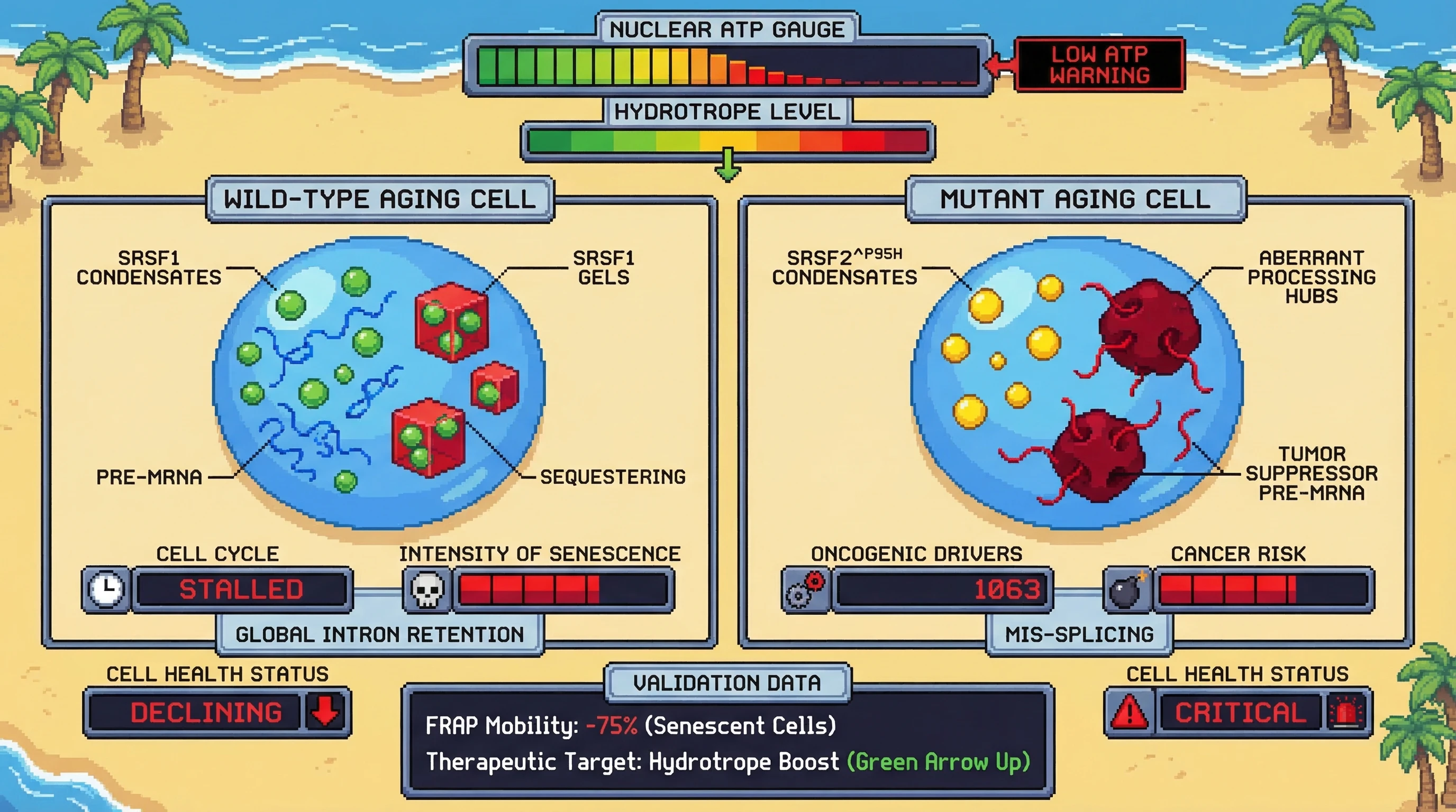 Mechanism: Age-dependent nuclear ATP decline causes splicing factor condensates to gelify, leading to divergent cellular fates. Readout: Readout: Wild-type cells show global intron retention and senescence, while mutant cells develop aberrant processing hubs and increased oncogenic risk.