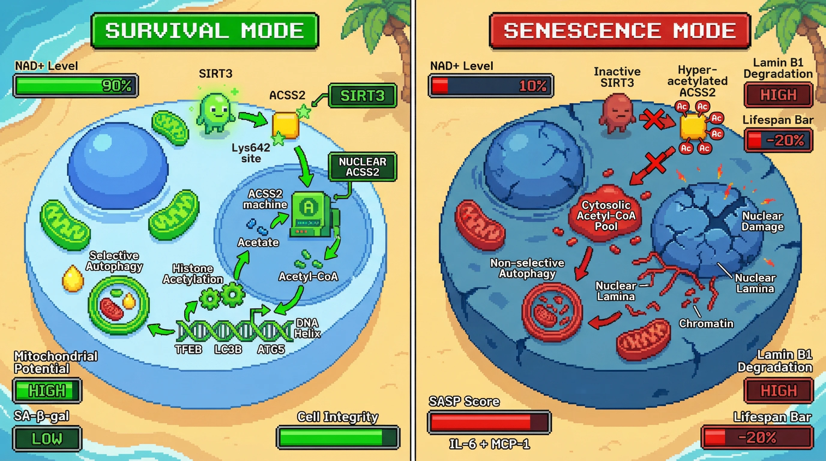 Infographic for: Nuclear Cytosolic Acetyl-CoA See-Saw Determines Whether Autophagy Acts as a Survival Rationing System or a Senescence‑Driving Degradation Program