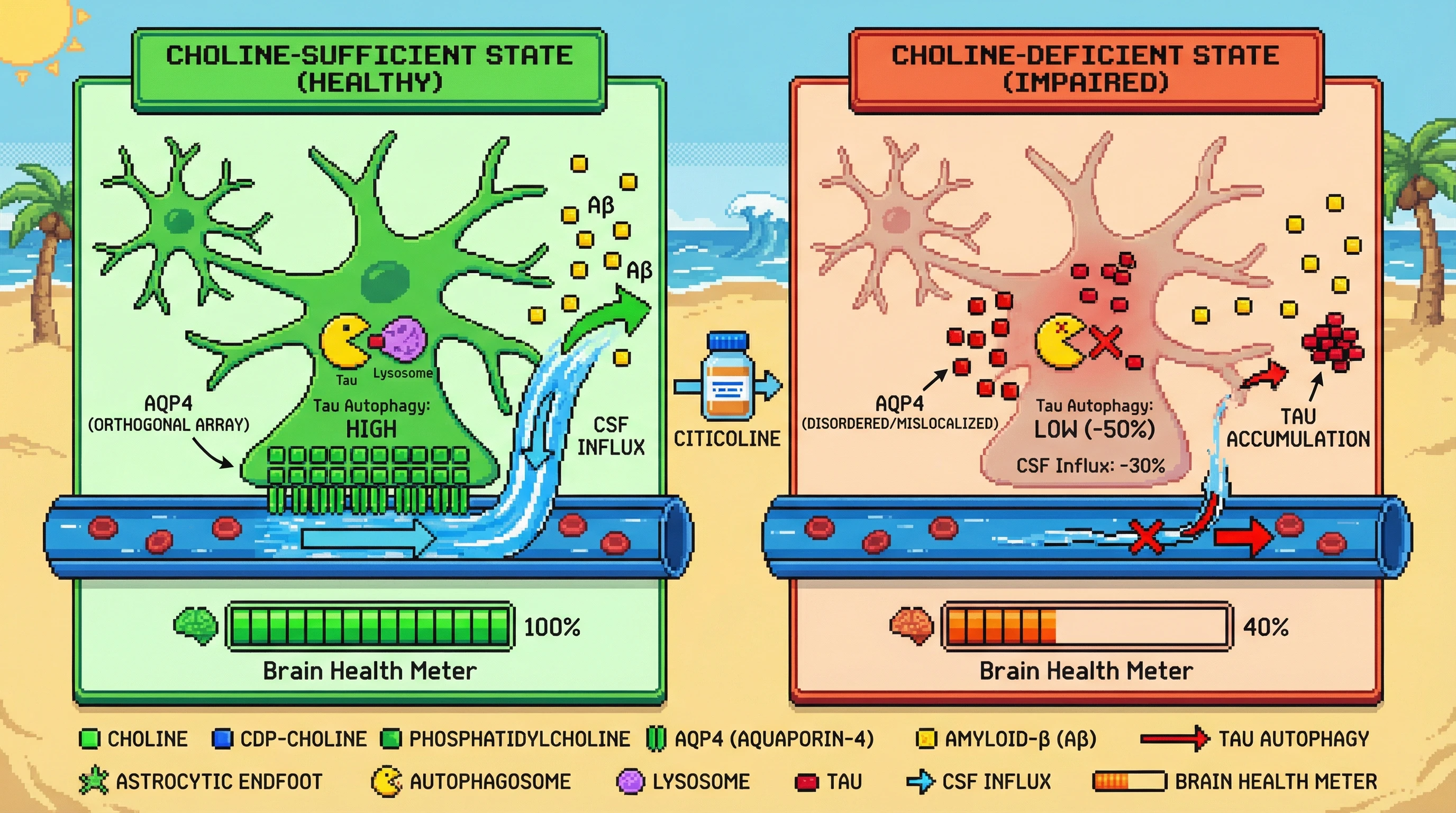 Infographic for: Choline-dependent glymphatic triage: CDP-choline shortage biases nocturnal synaptic pruning toward maladaptive protein retention