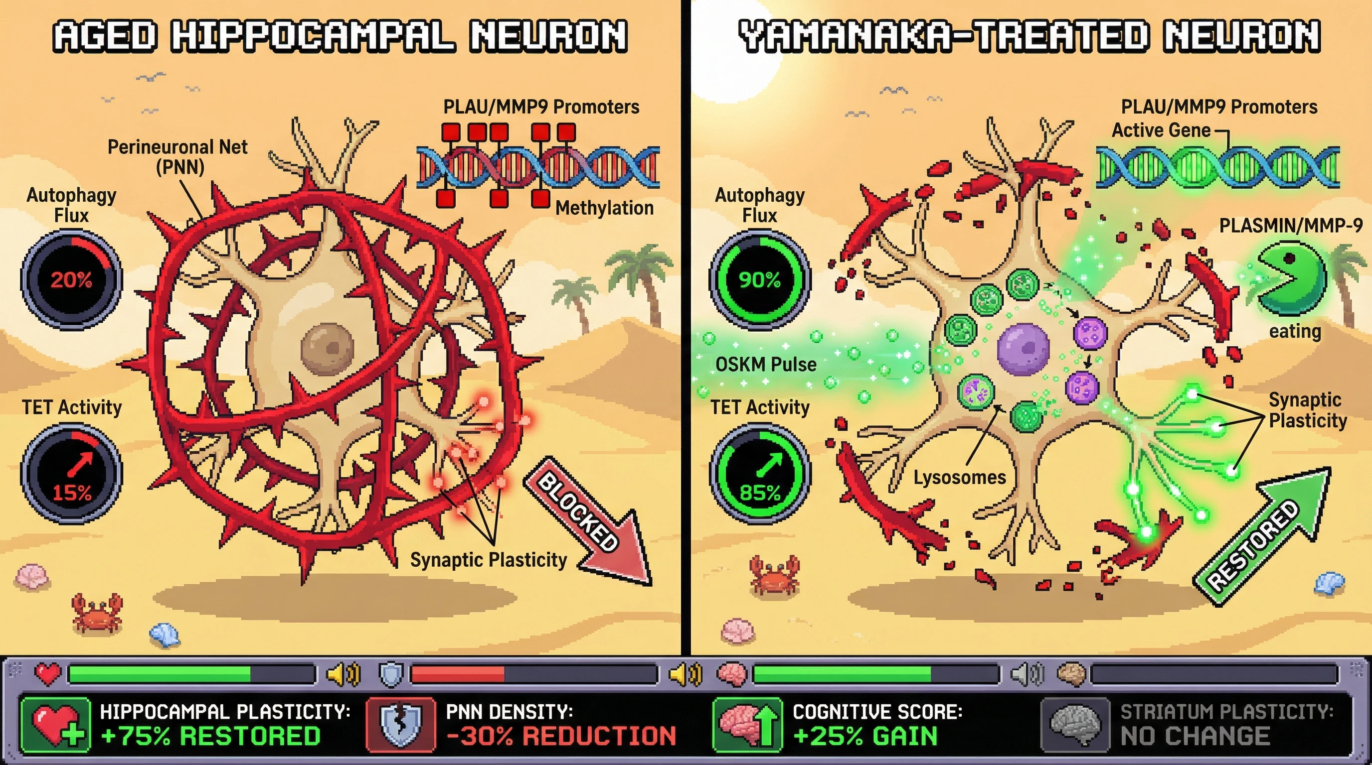 Infographic for: Transient Yamanaka factor expression remodels perineuronal nets to restore hippocampal plasticity in aging