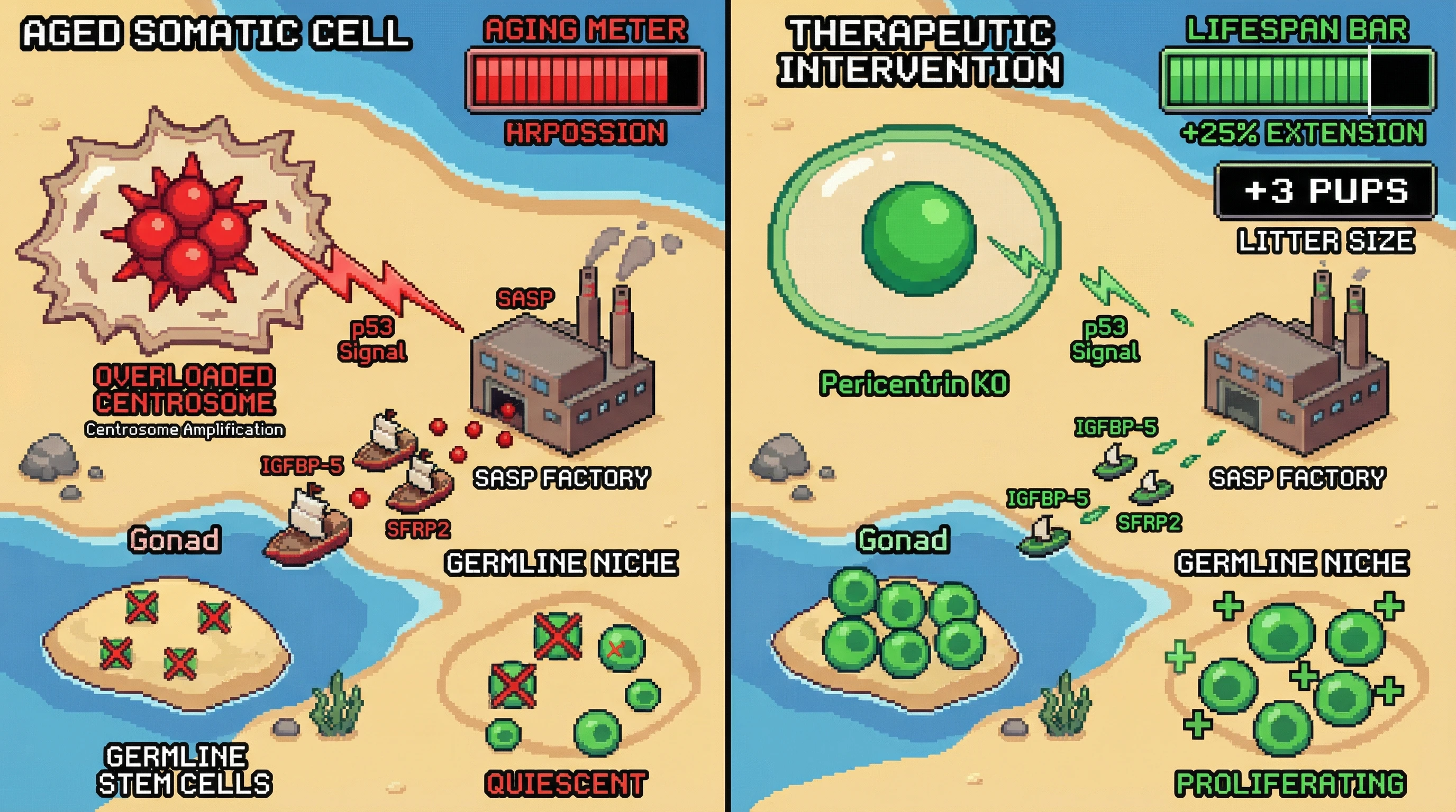 Infographic for: Centrosome Amplification Drives Programmed Aging by Signaling Germline Niche Decline