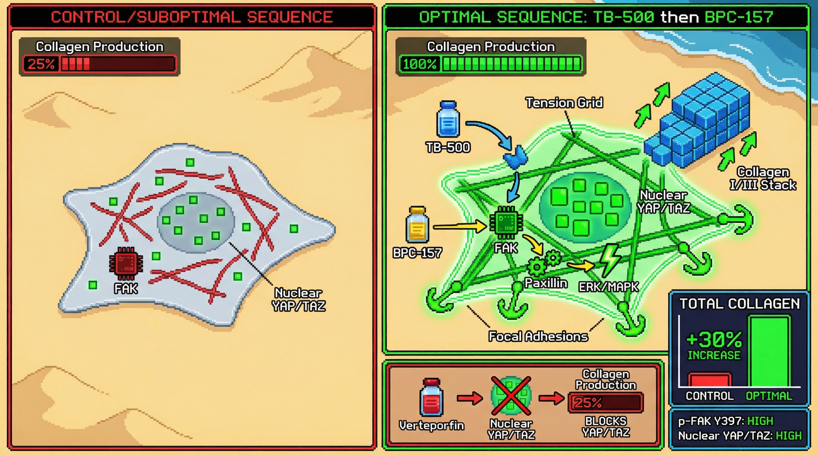 Mechanism: Sequential TB-500 then BPC-157 treatment primes fibroblast mechanotransduction via YAP/TAZ, amplifying BPC-157-driven FAK signaling for enhanced collagen synthesis. Readout: Readout: This sequence yields a 30% increase in collagen I/III deposition, accompanied by elevated nuclear YAP/TAZ and phosphorylated FAK, an effect abolished by YAP/TAZ inhibition.