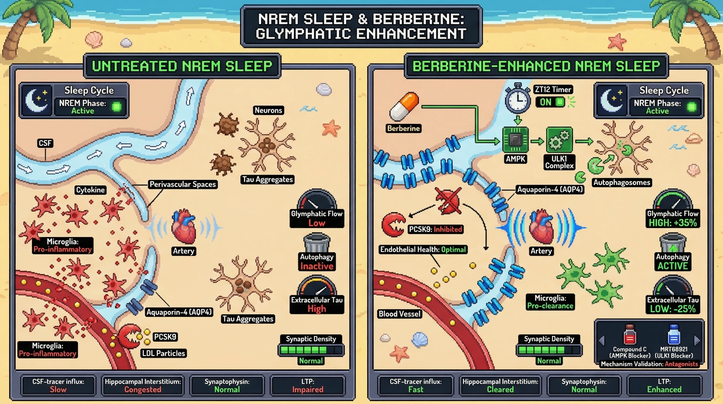 Mechanism: Circadian-timed berberine activates AMPK and ULK1 to boost autophagy and AQP4, enhancing glymphatic clearance of brain waste during NREM sleep. Readout: Readout: This process results in a 30-40% increase in CSF-tracer influx and a 25% reduction in extracellular tau, without compromising synaptic density.
