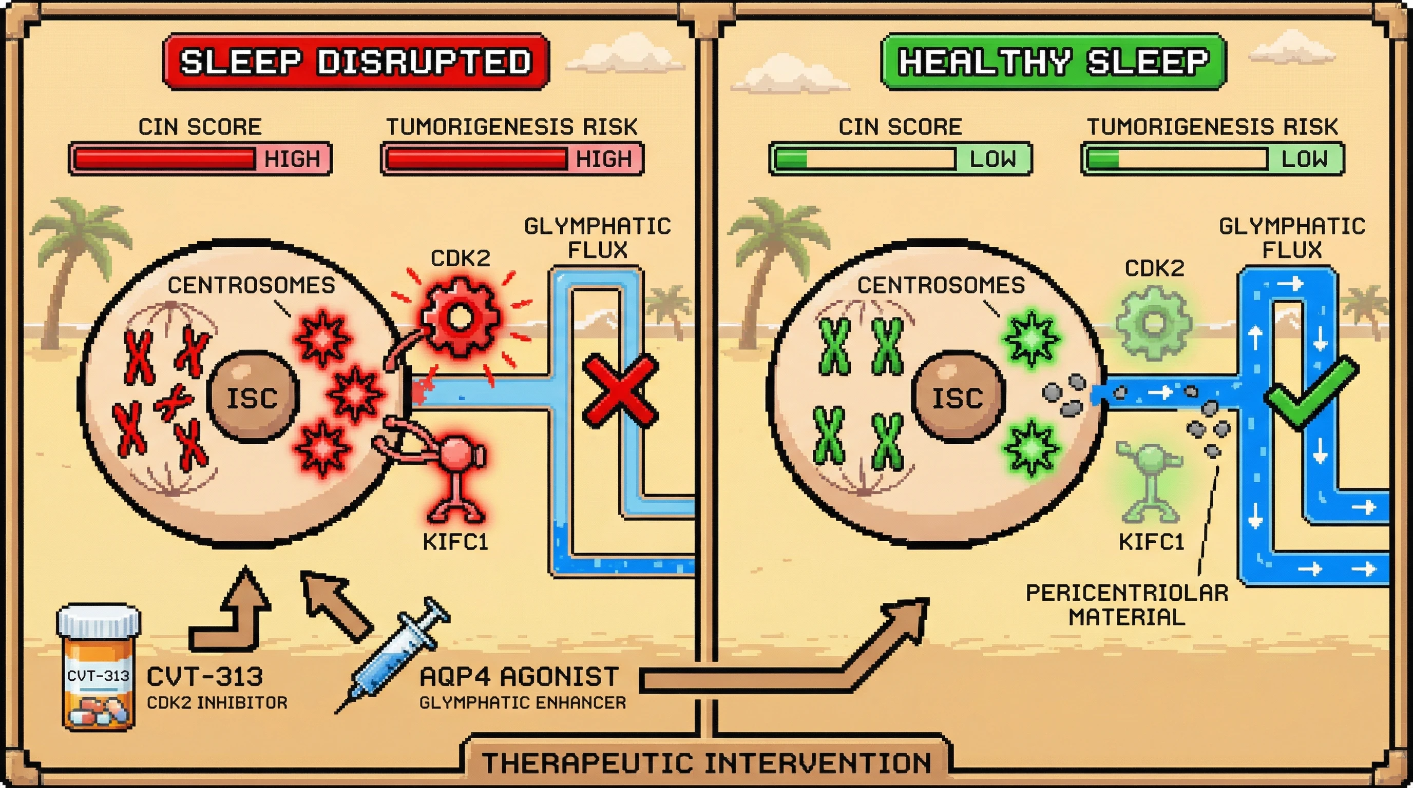 Infographic for: Sleep-Dependent Glymphatic Clearance Regulates Centrosome Declustering to Prevent Chromosomal Instability