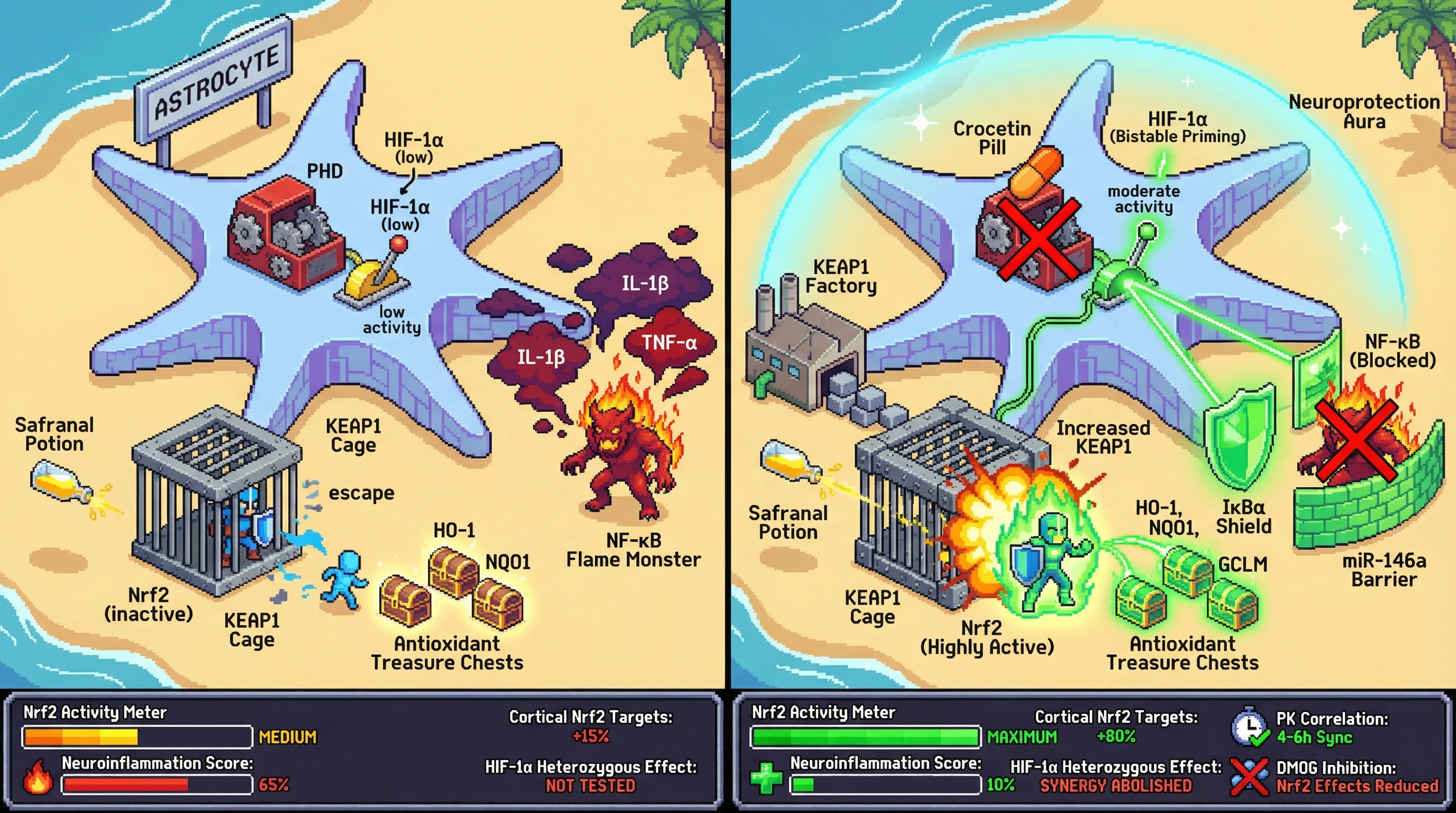 Infographic for: Crocetin‑mediated HIF‑1α bistability in astrocytes gates safranal‑dependent Nrf2 activation for synergistic neuroprotection