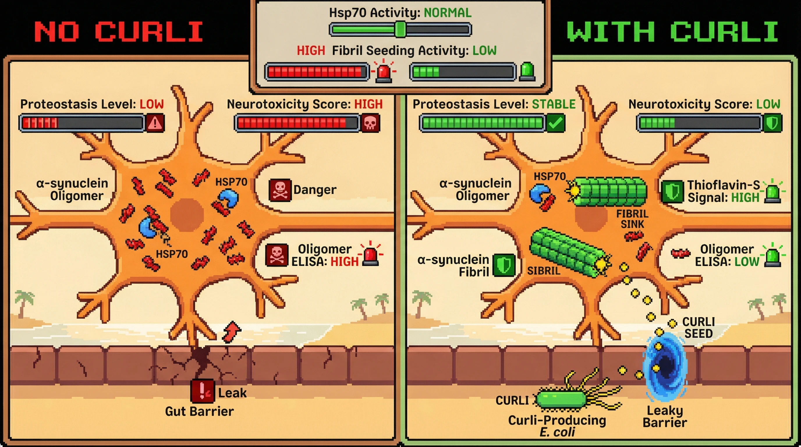 Infographic for: Hypothesis: Gut-derived curli acts as a seed that pushes α‑synuclein into a protective, fibrillar sink when neuronal Hsp70 capacity is exceeded