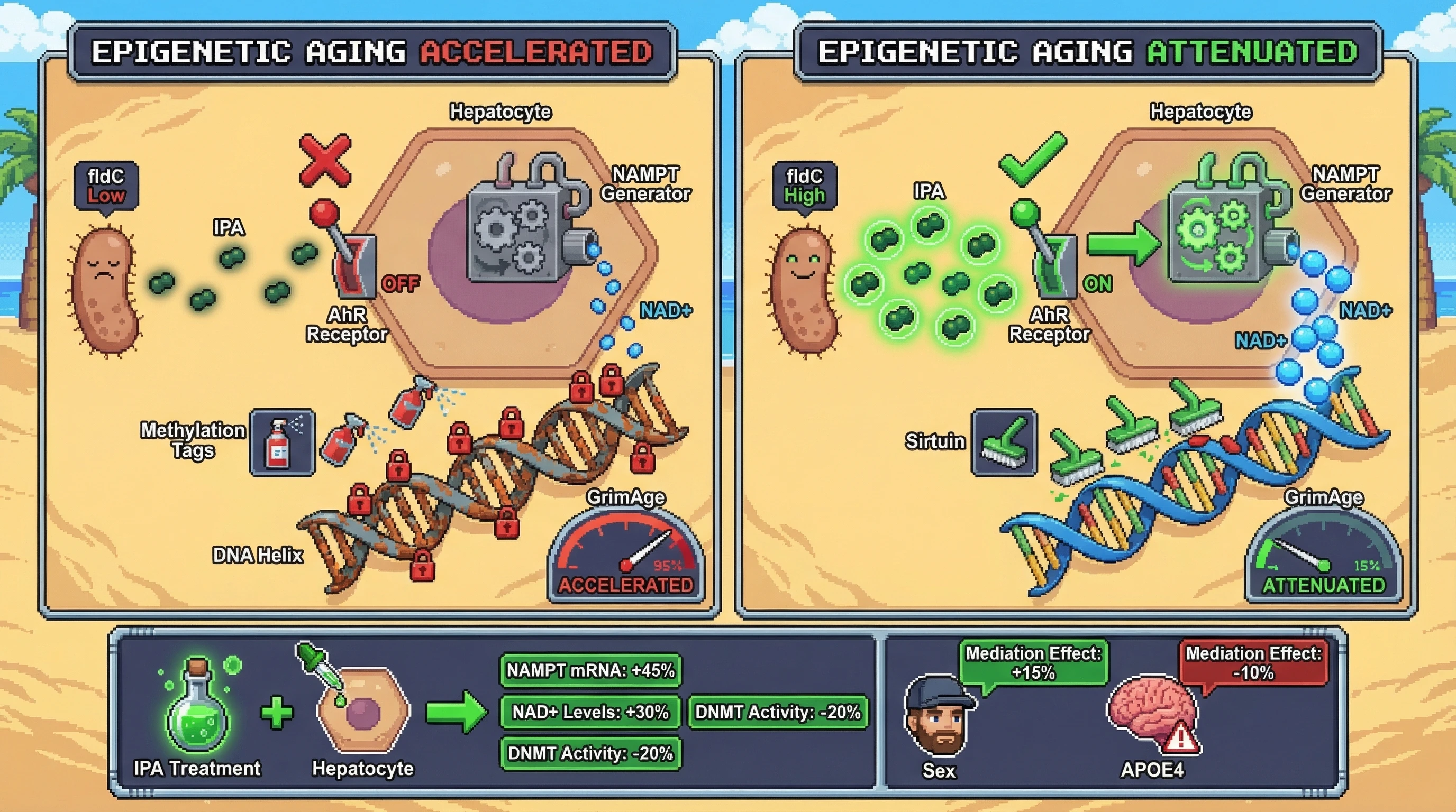 Infographic for: IPA as a Mediator of Microbiome‑Driven Epigenetic Aging via AhR‑NAMPT NAD+ Signaling
