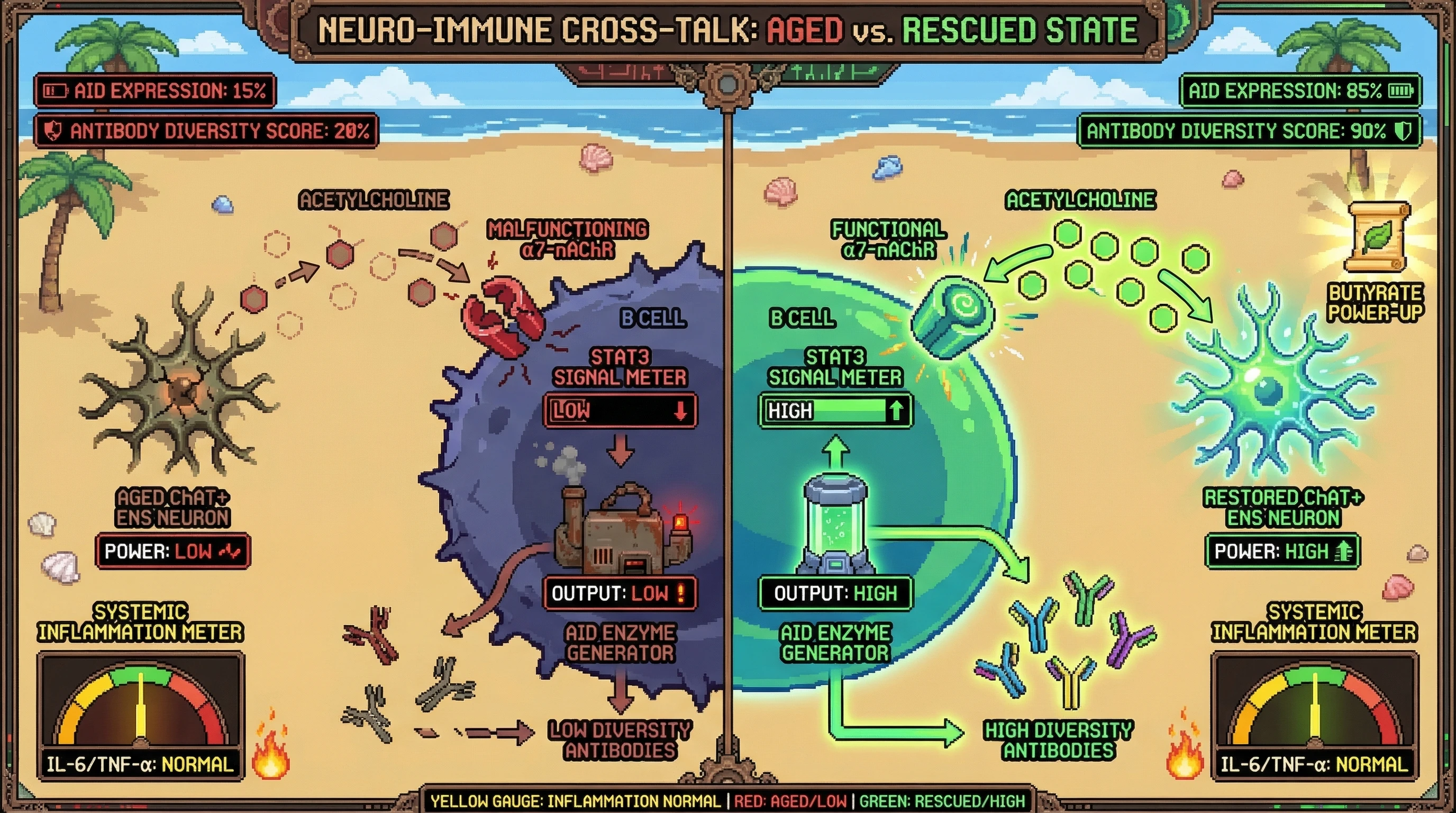 Infographic for: Cholinergic ENS‑B cell axis: Direct neuromodulation of AID drives age‑related antibody diversification decline