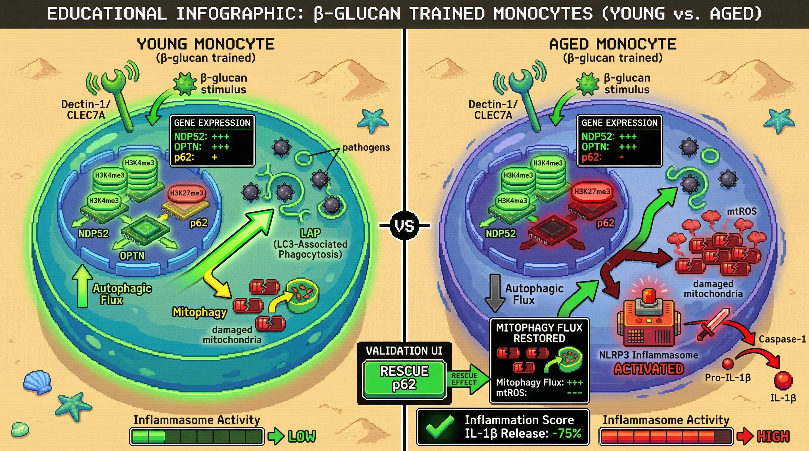 Mechanism: Beta-glucan training epigenetically enhances antimicrobial autophagy receptors (NDP52, OPTN) while suppressing p62, redirecting autophagic flux from mitophagy to pathogen clearance. Readout: Readout: This trade-off becomes detrimental with age, leading to accumulated damaged mitochondria, mtROS, and heightened NLRP3 inflammasome activation, which can be rescued by restoring p62.