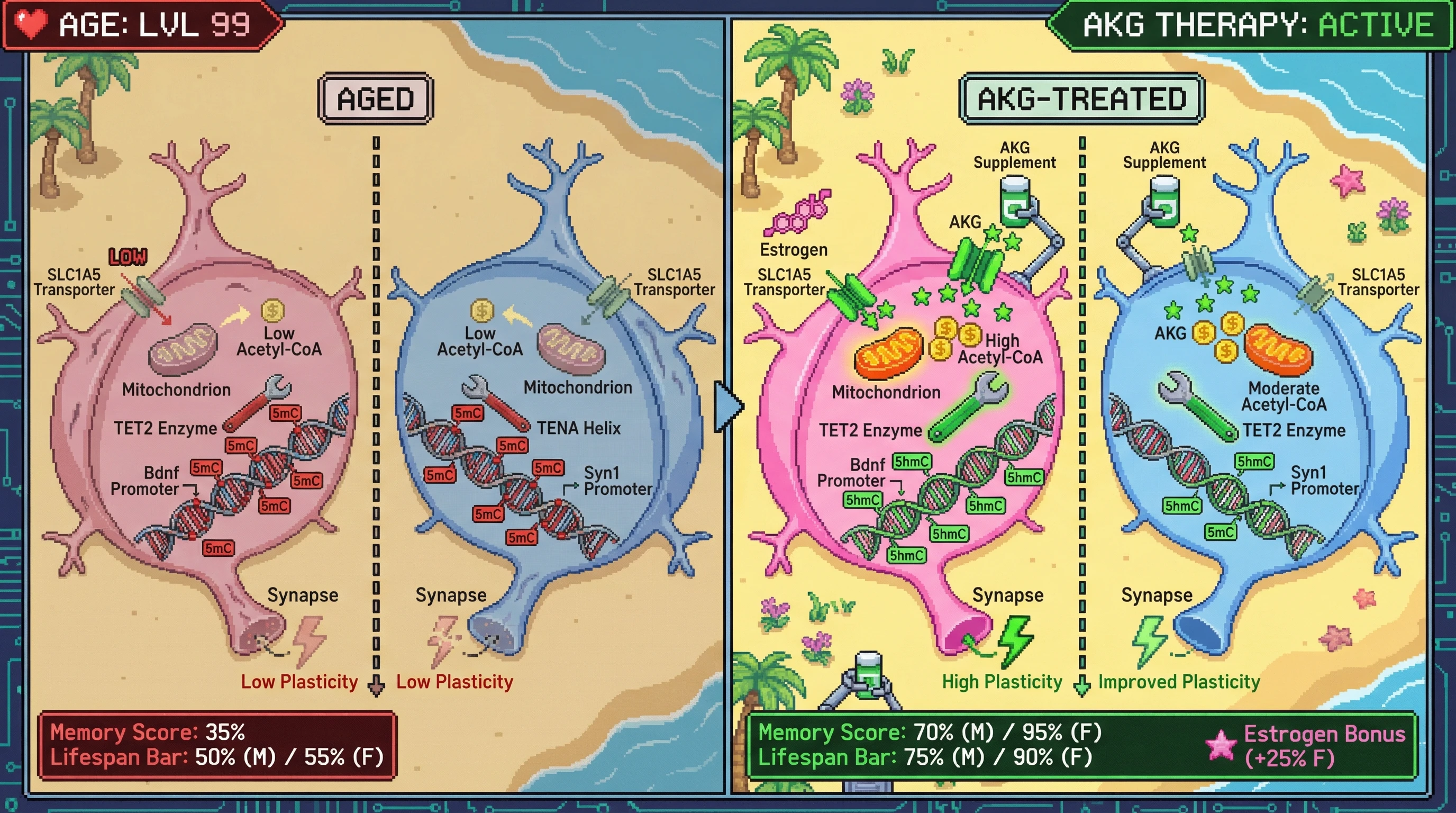 Infographic for: Sex‑Specific Rescue of Neuronal TET2 Activity by α‑Ketoglutarate Drives Epigenetic Rejuvenation of Synaptic Plasticity Genes