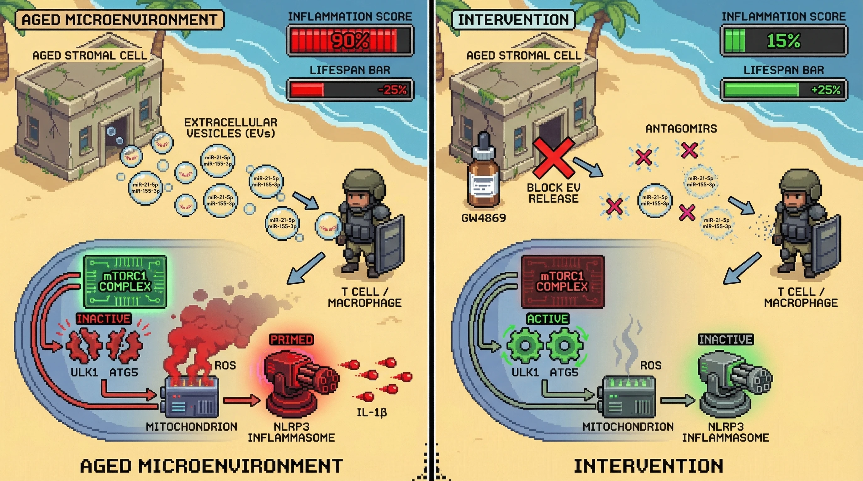 Infographic for: Extracellular vesicle‑mediated microRNA transfer enforces autophagy suppression in aged immune cells