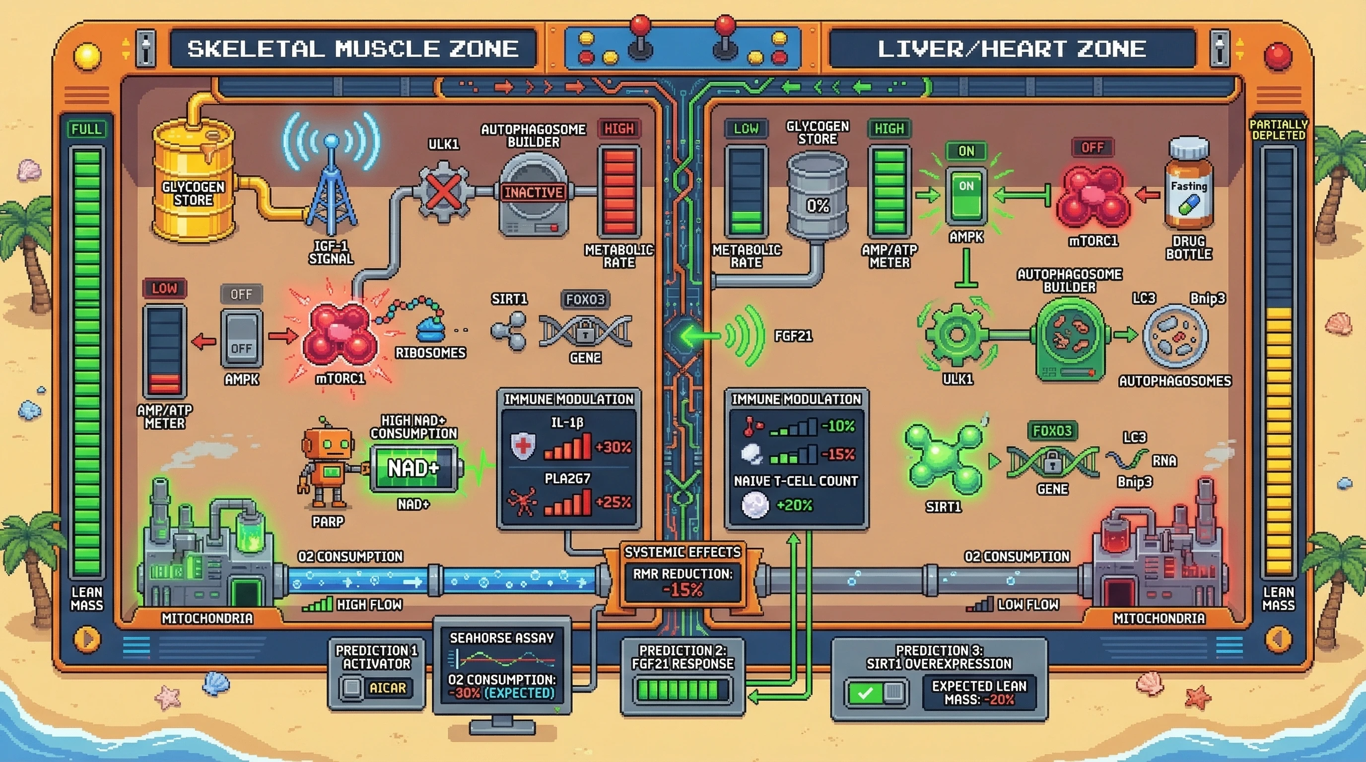 Infographic for: Hypothesis: Tissue-specific autophagy thresholds drive divergent metabolic and immune outcomes during prolonged fasting and caloric restriction