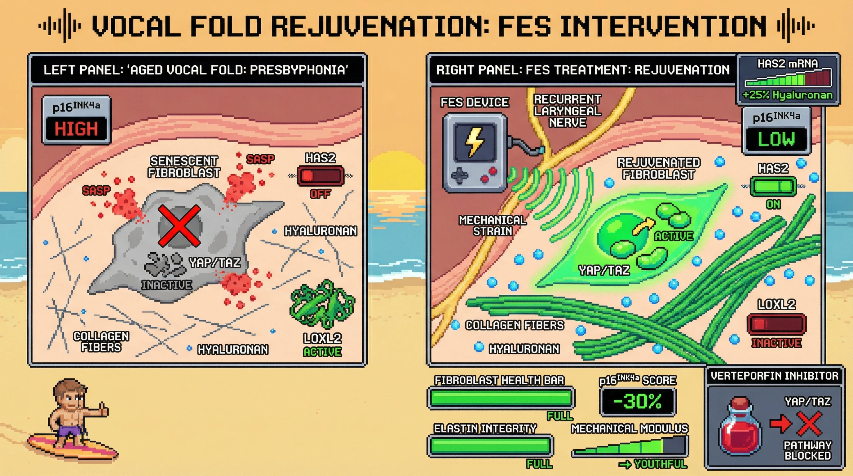 Mechanism: Functional electrical stimulation (FES) induces mechanical strain on vocal fold fibroblasts, activating YAP/TAZ to restore hyaluronan synthesis and collagen organization. Readout: Readout: FES decreases p16INK4a and increases HAS2 mRNA/protein, leading to a 25% rise in hyaluronan concentration and improved tissue modulus.