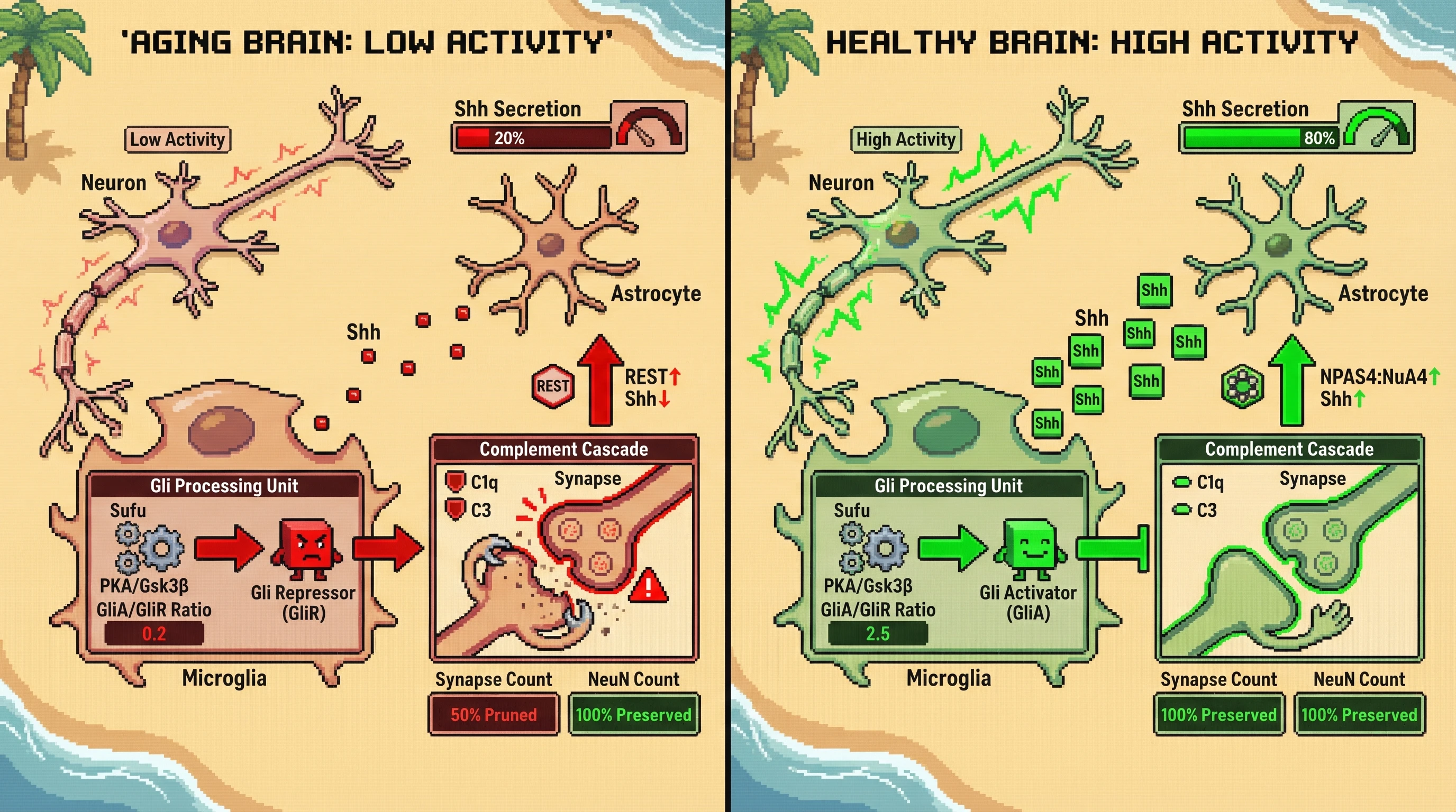 Infographic for: Activity-Dependent Hedgehog Modulation of Glial Synapse Pruning Determines Neuronal Efficiency in Aging
