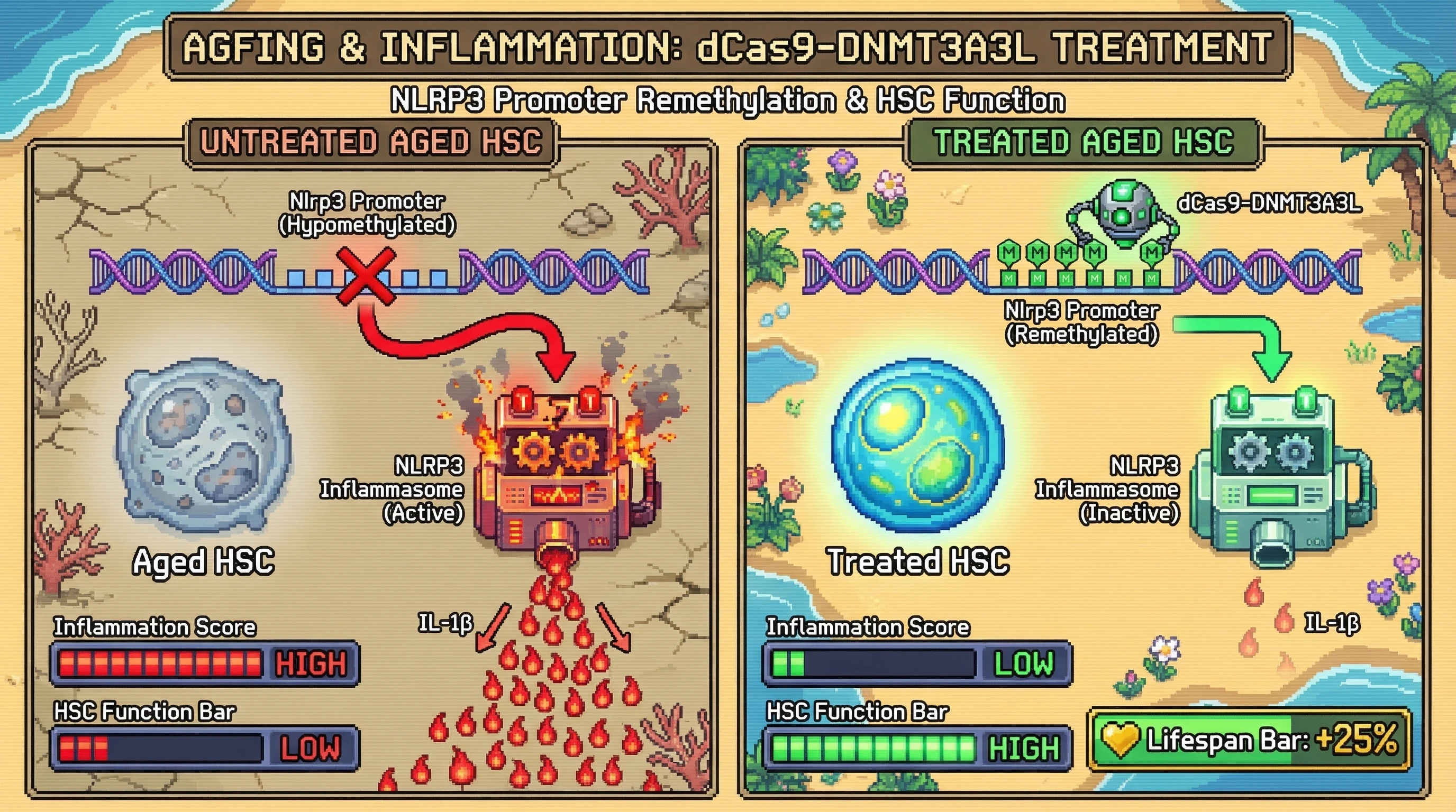 Infographic for: Ex vivo dCas9-DNMT3A3L-mediated remethylation of the *Nlrp3* promoter CpG island in aged DNMT3A-mutant murine HSCs is...