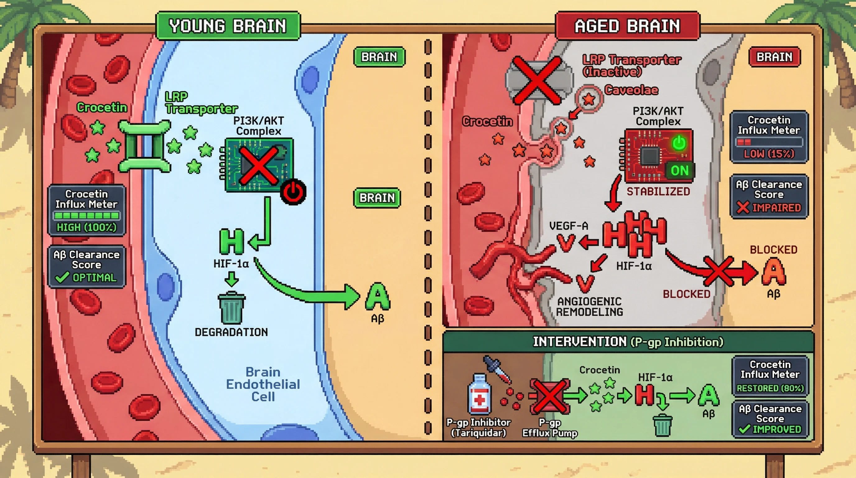 Infographic for: Age‑Related BBB Transcytosis Shift Attenuates Crocetin Delivery, Causing Endothelial HIF‑1α Stabilization and Impaired Aβ Clearance in the Aging Brain