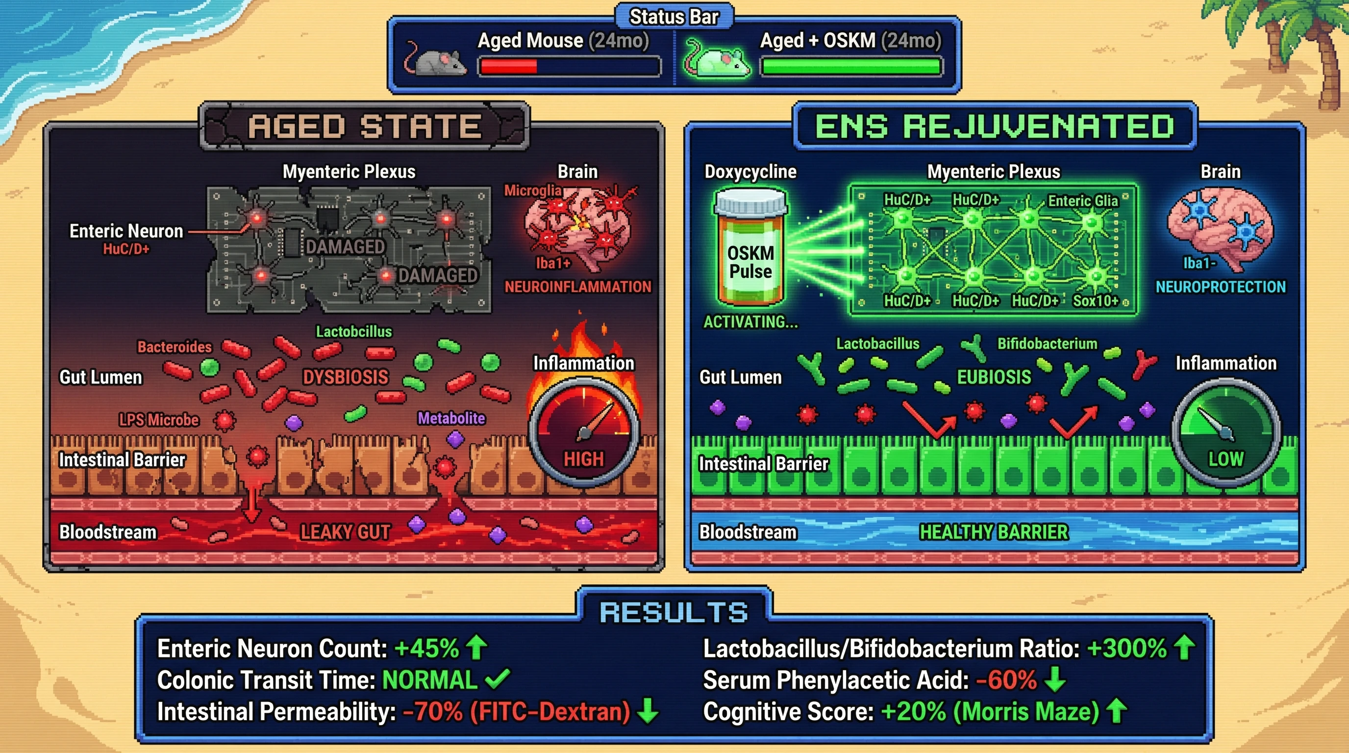 Infographic for: Enteric Nervous System Rejuvenation via Transient OSKM Expression Reverses Gut Dysbiosis and Attenuates Neuroinflammation in Aged Mice