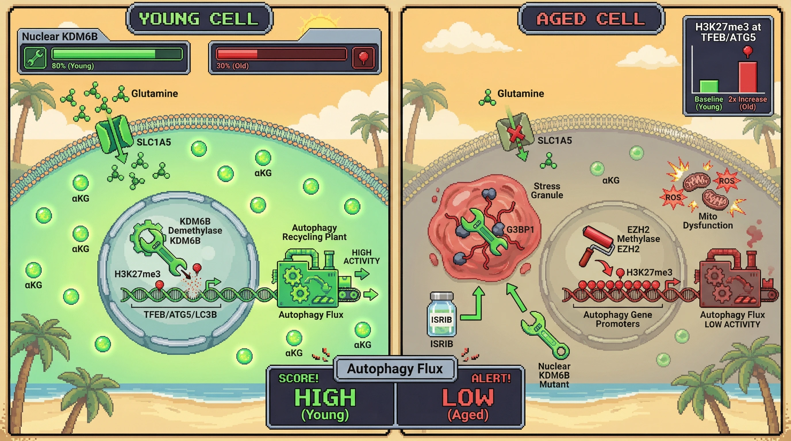 Infographic for: Hypothesis: Stress Granule Sequestration of KDM6B Drives Age-Dependent H3K27me3 Accumulation at Autophagy Gene Promoters