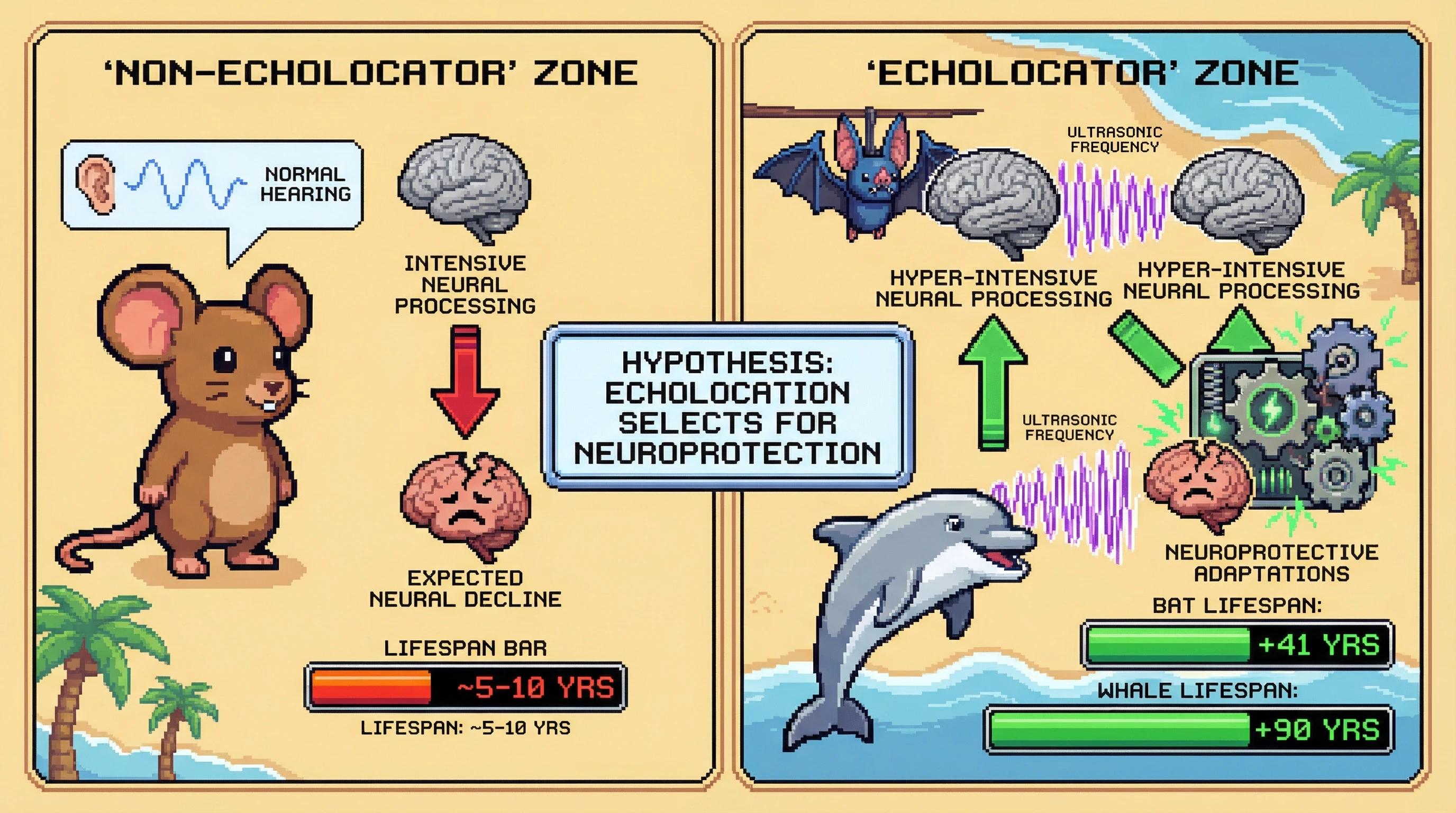 Infographic for: Echolocation may co-evolve with neuroprotective mechanisms—bats and whales hear at ultrasonic frequencies for decades without the expected neural decline