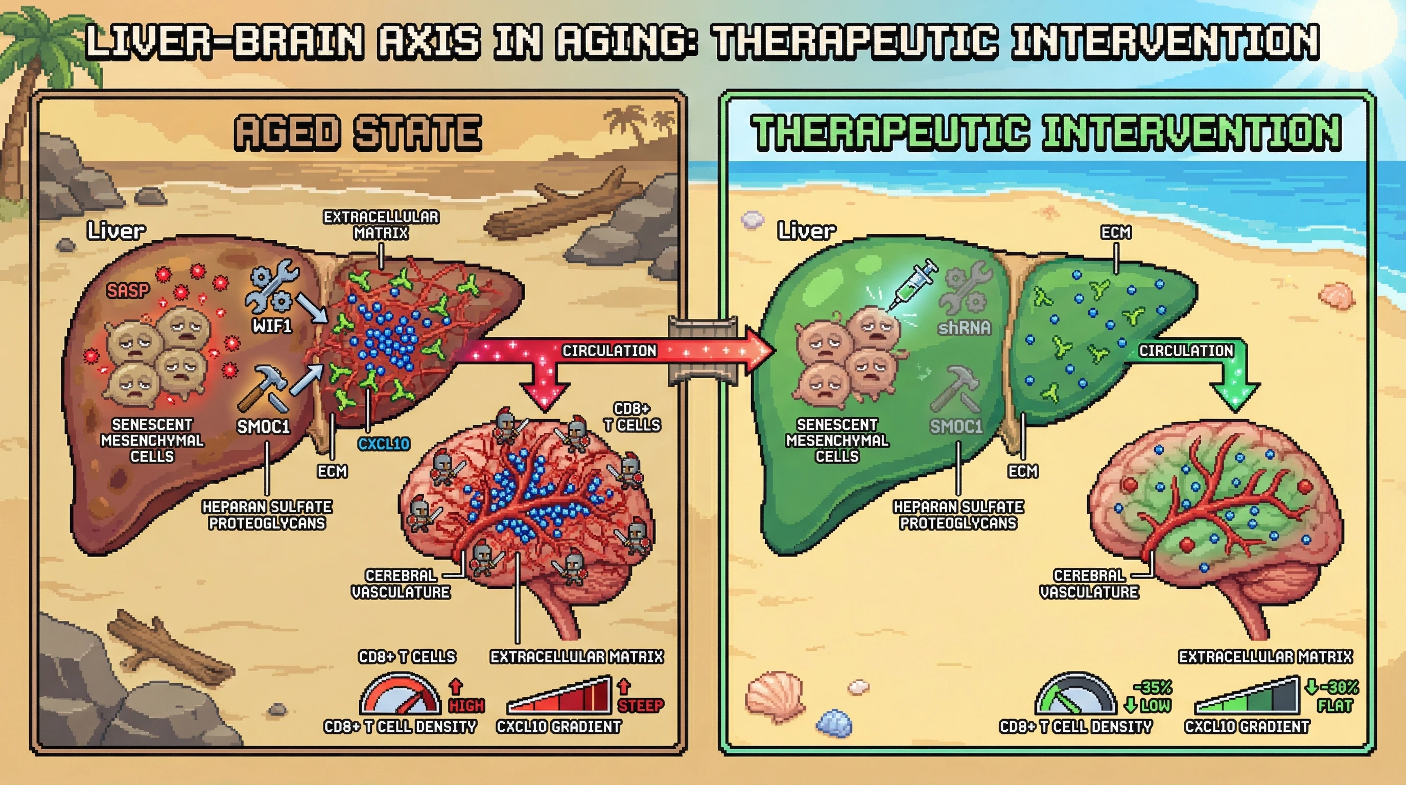 Mechanism: Liver senescent mesenchymal cells upregulate Wif1/Smoc1, which remodel the extracellular matrix, causing CXCL10 chemokines to accumulate and attract CD8+ T cells to the brain. Readout: Readout: Reducing Wif1/Smoc1 activity in the liver flattens brain CXCL10 gradients and decreases CD8+ T cell accumulation by over 30%.
