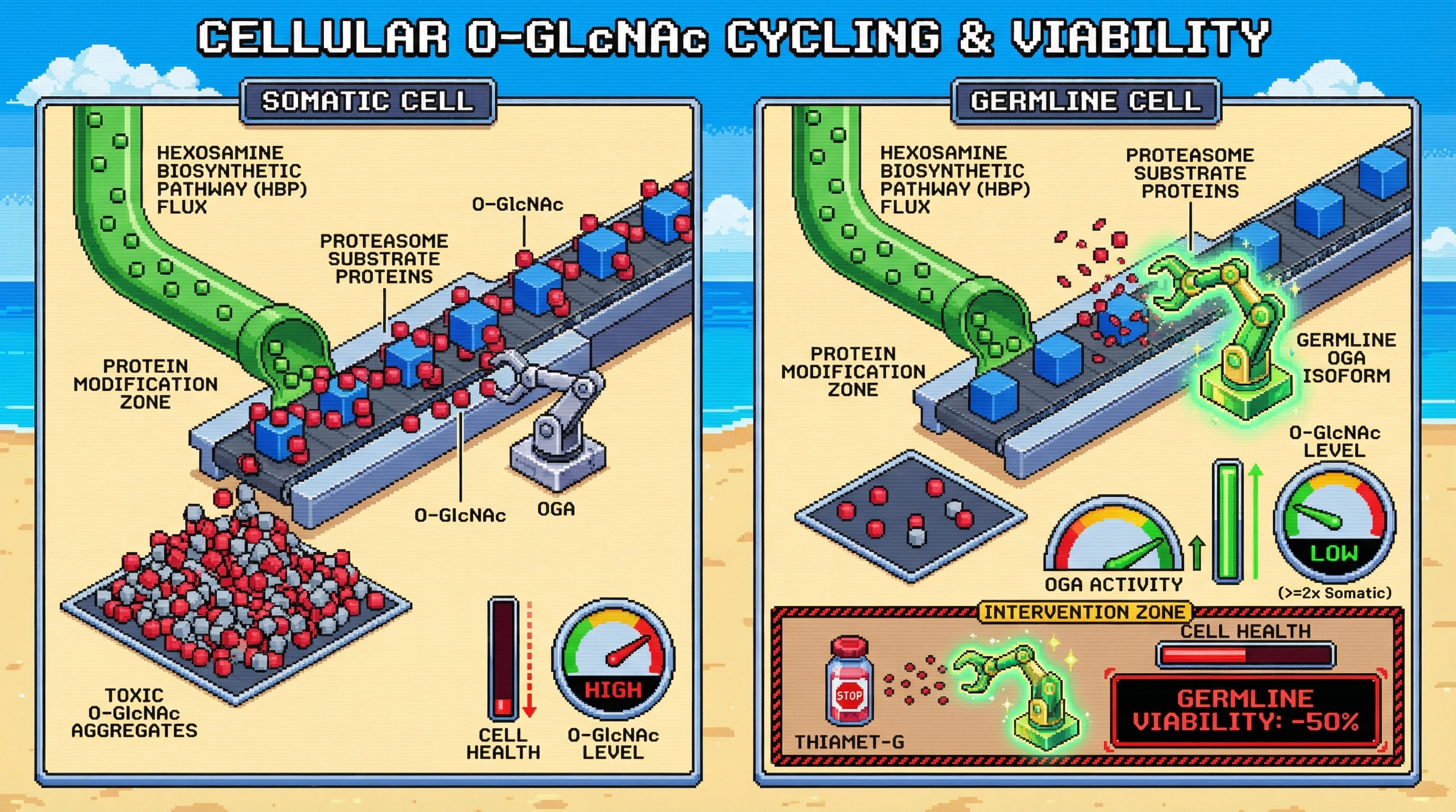 Infographic for: Germline-OGA Shield: Testing Whether Enhanced O-GlcNAcase Activity Protects Germ Cells from Hexosamine Pathway–Driven Proteotoxicity